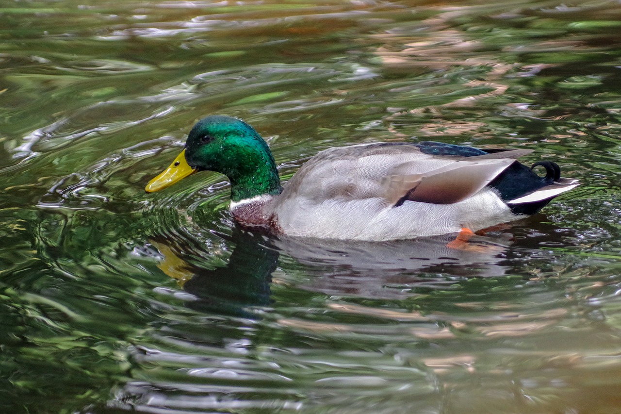 reflection  mallard  bird free photo