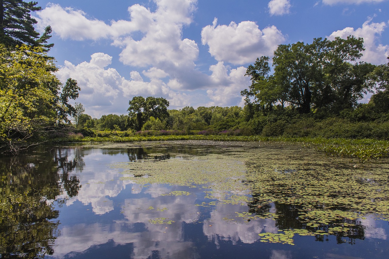 reflection  water  lake free photo