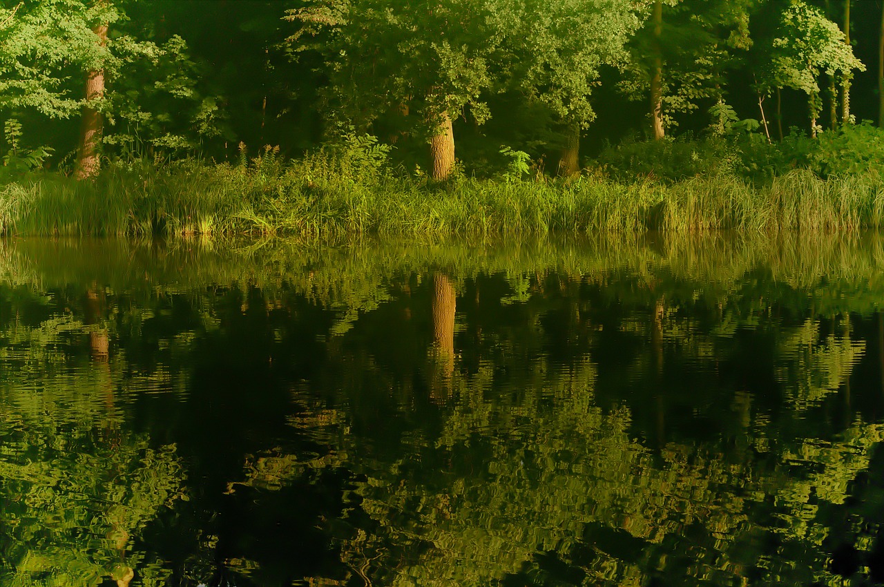 reflection tree water free photo