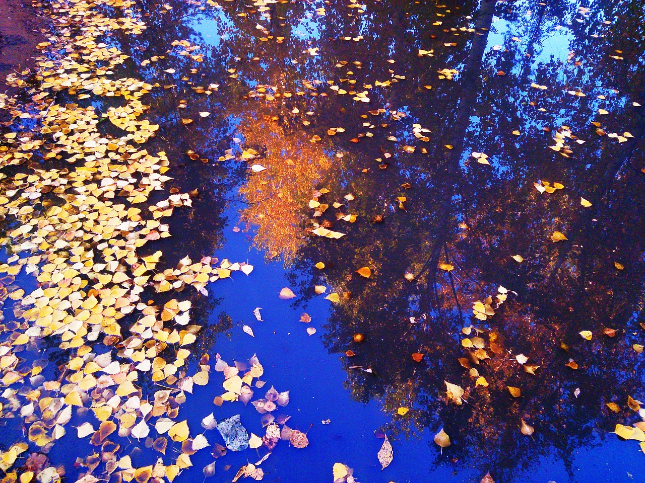 reflection in the water golden autumn yellow leaves free photo