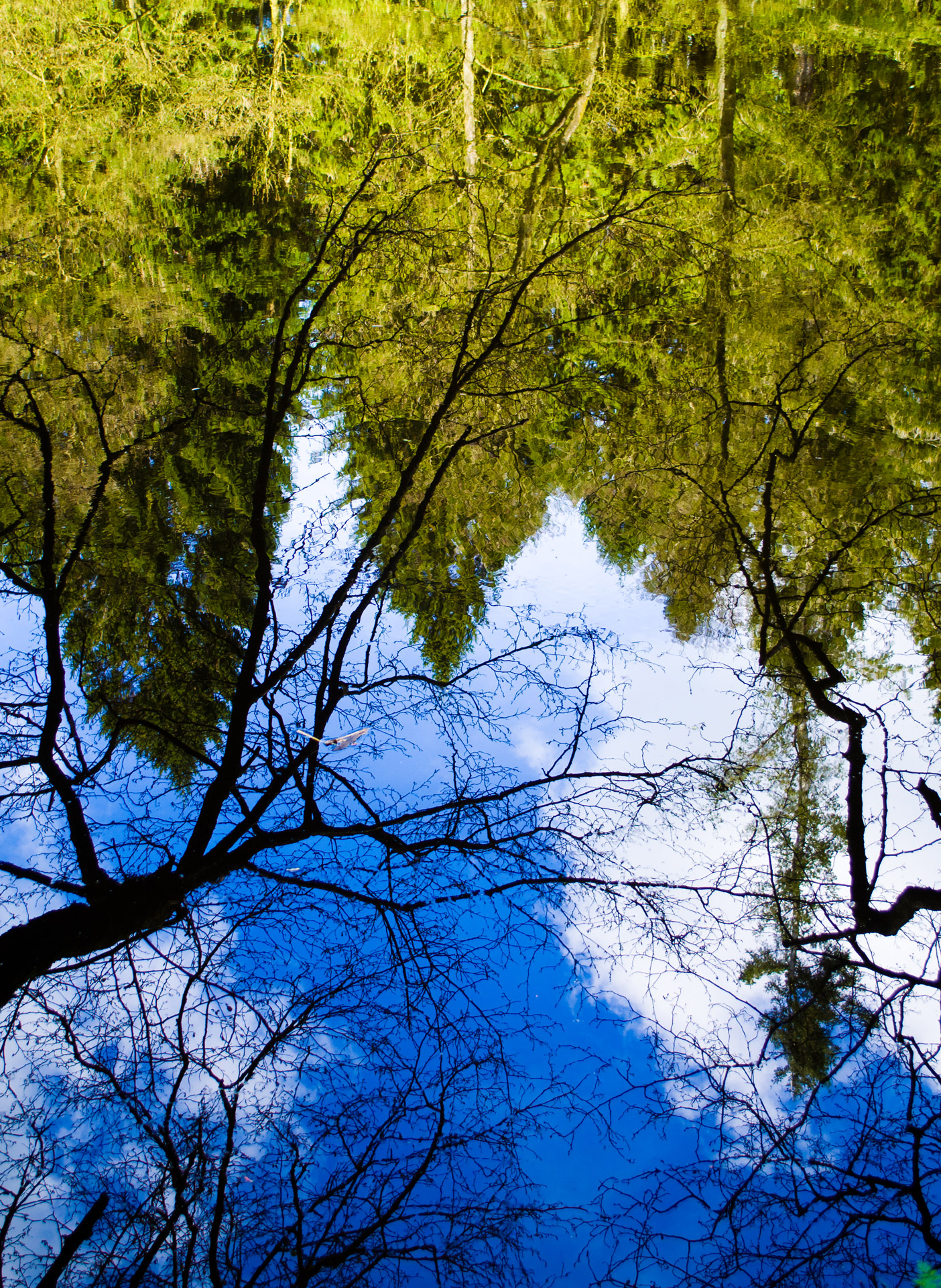 reflection water branches free photo