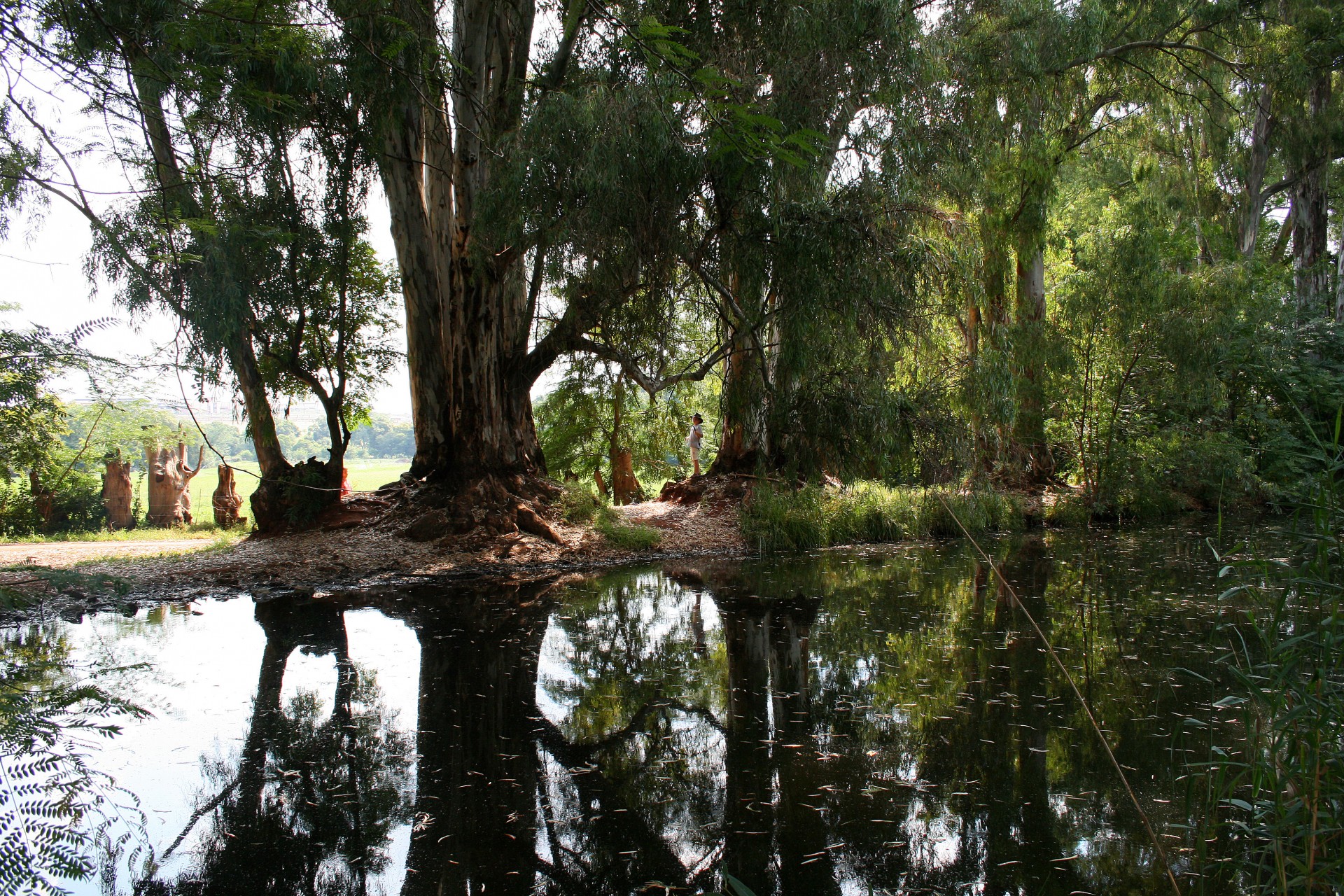 trees pond reflection free photo