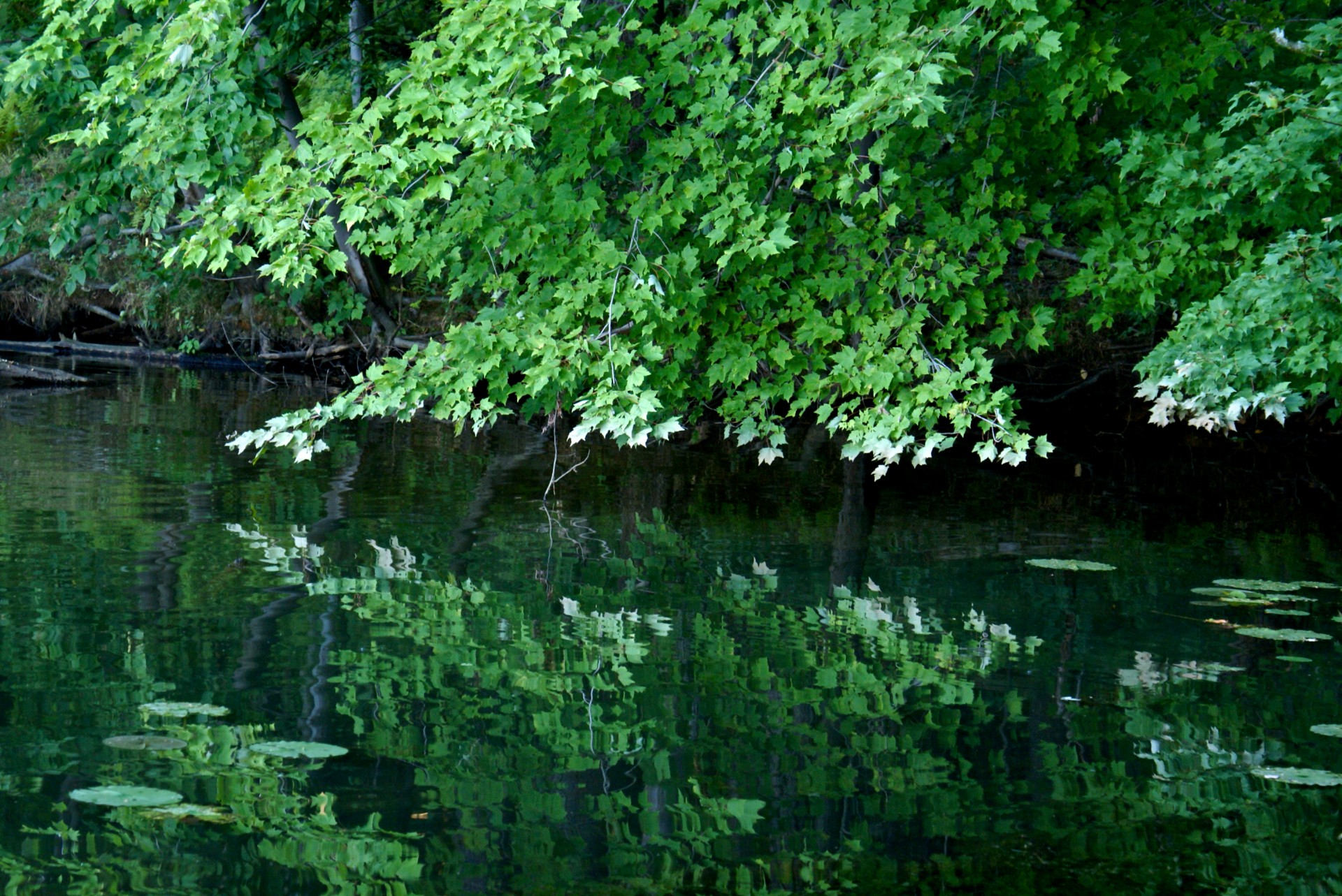 branches calm green free photo