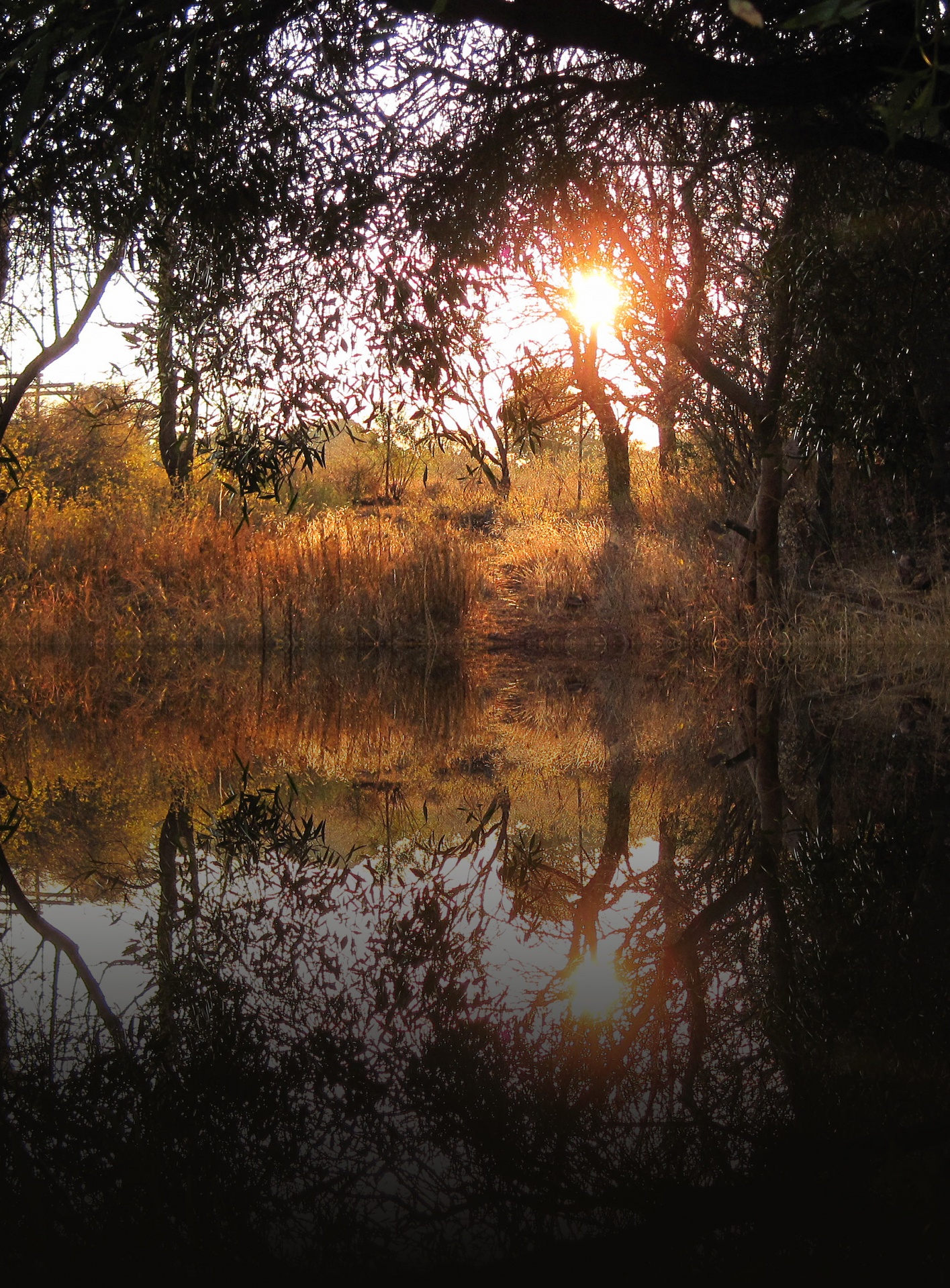 sun low trees free photo