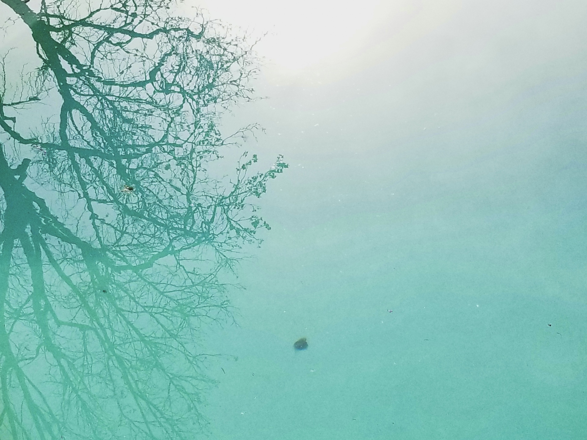 swimming pool tree reflection free photo