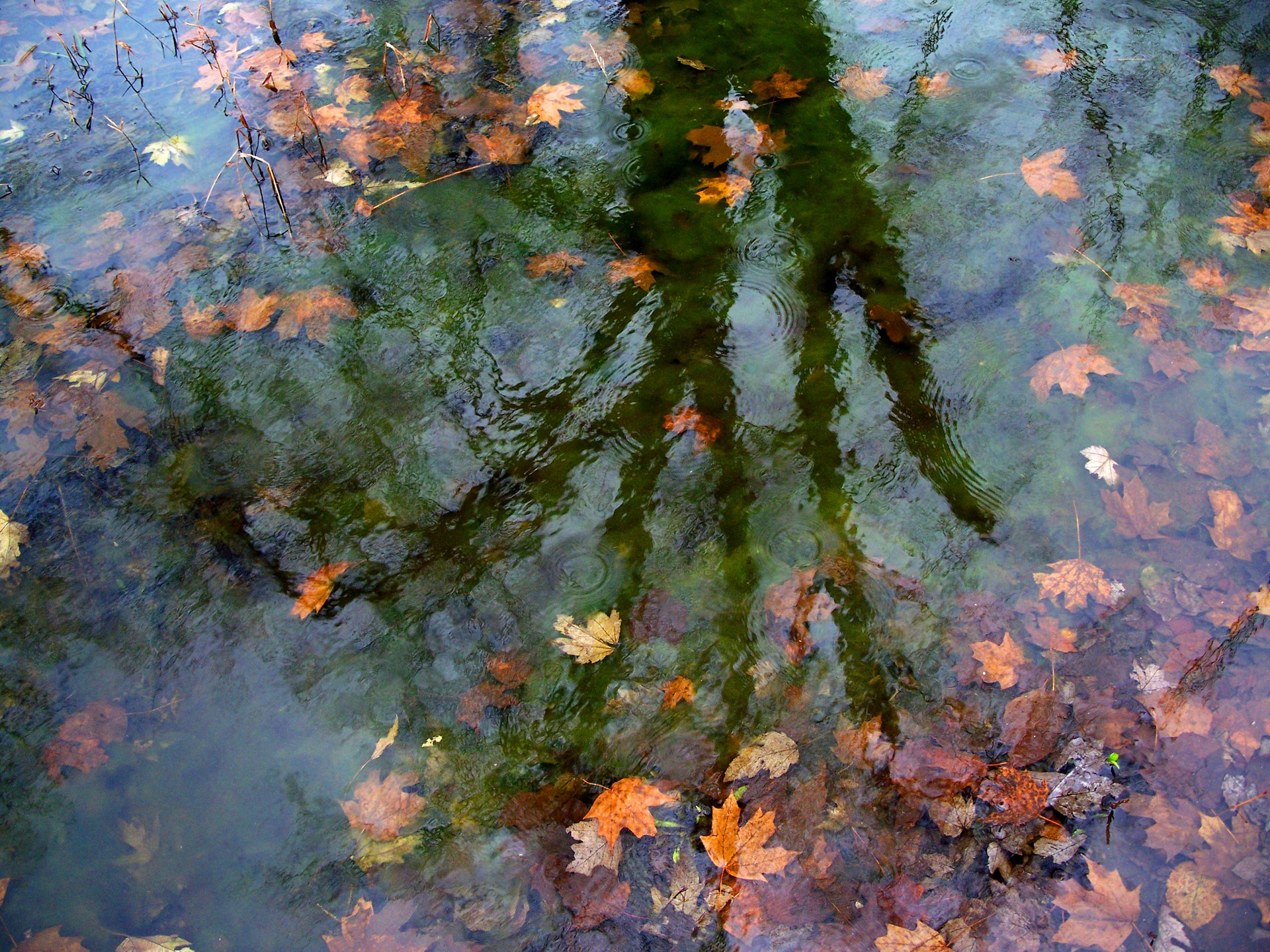 water leaves reflections free photo