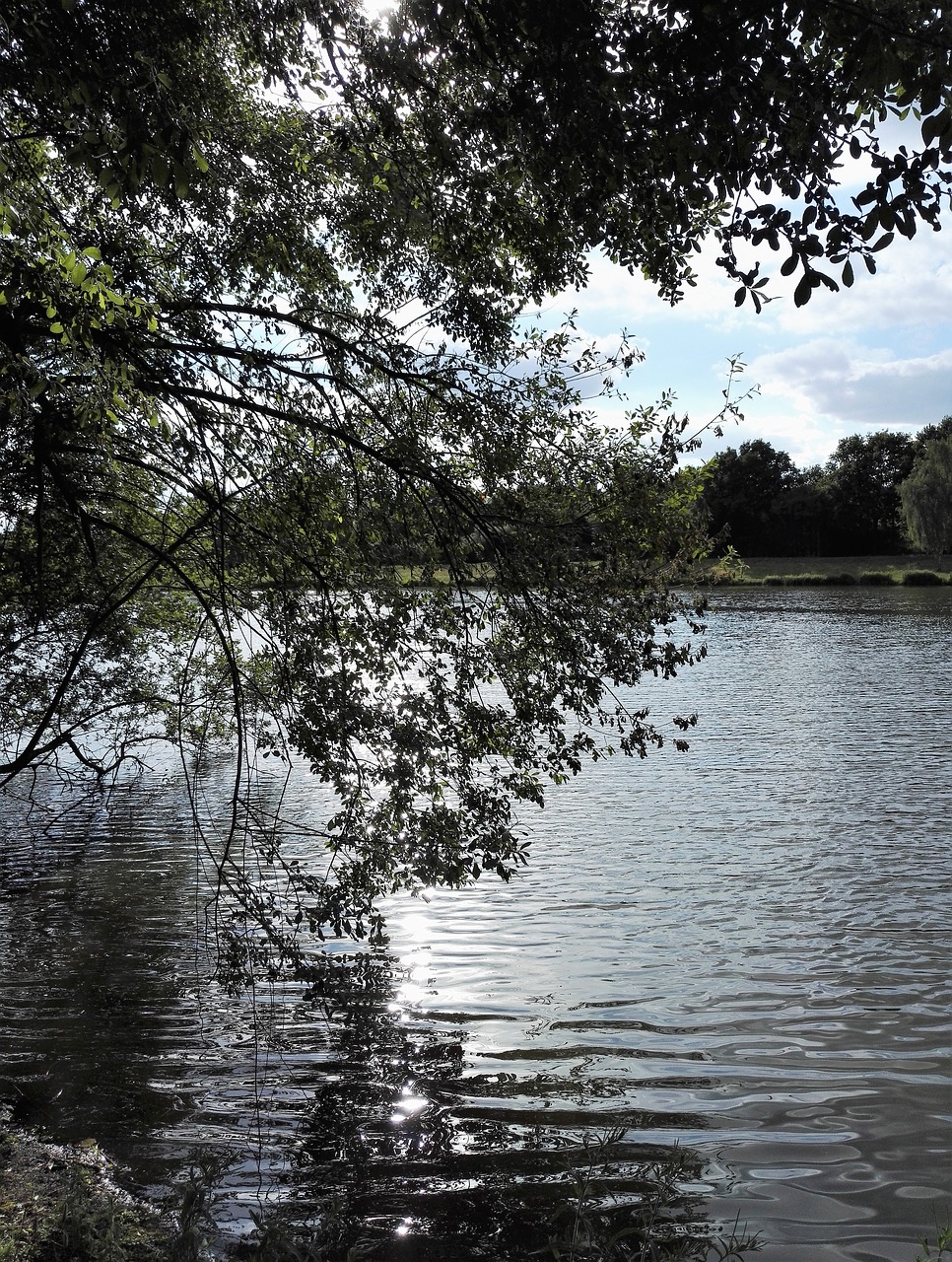 reflections trees nature free photo