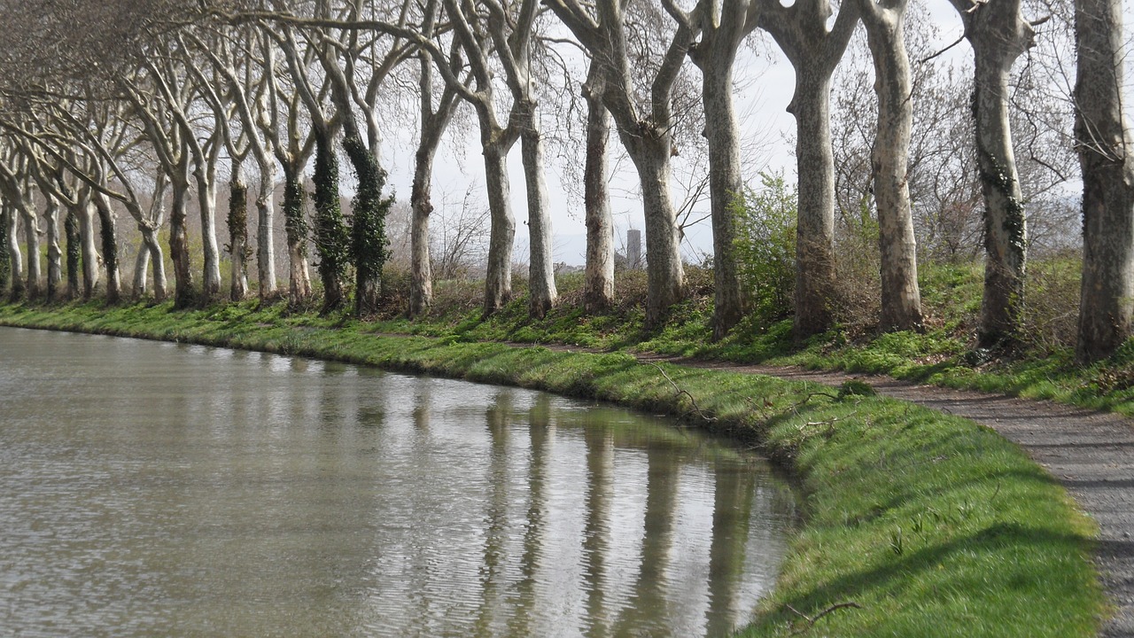 reflections trees water free photo