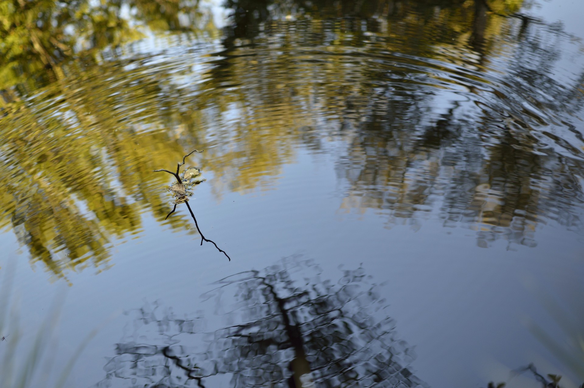 reflection reflections river free photo