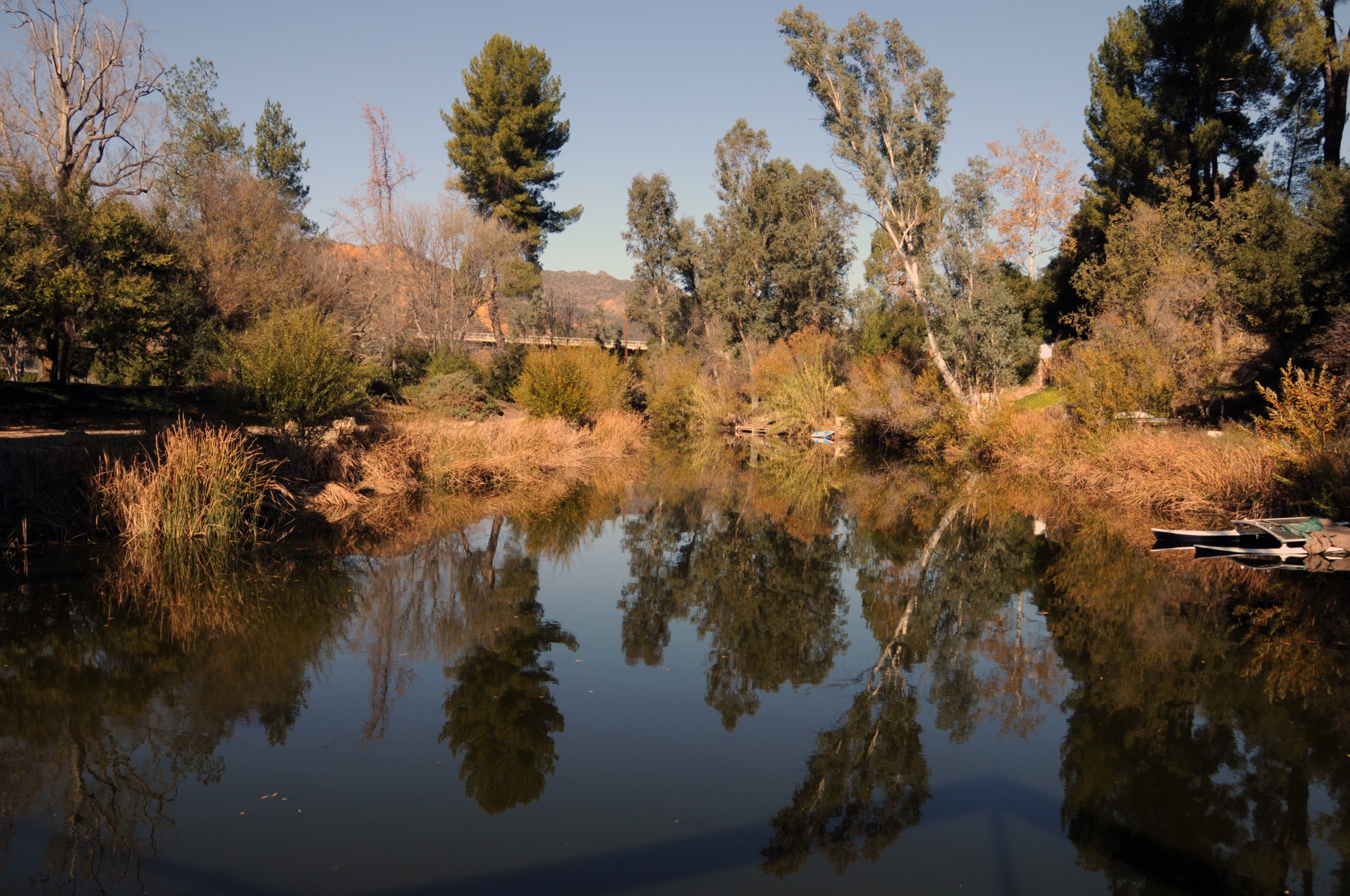 trees lake water free photo