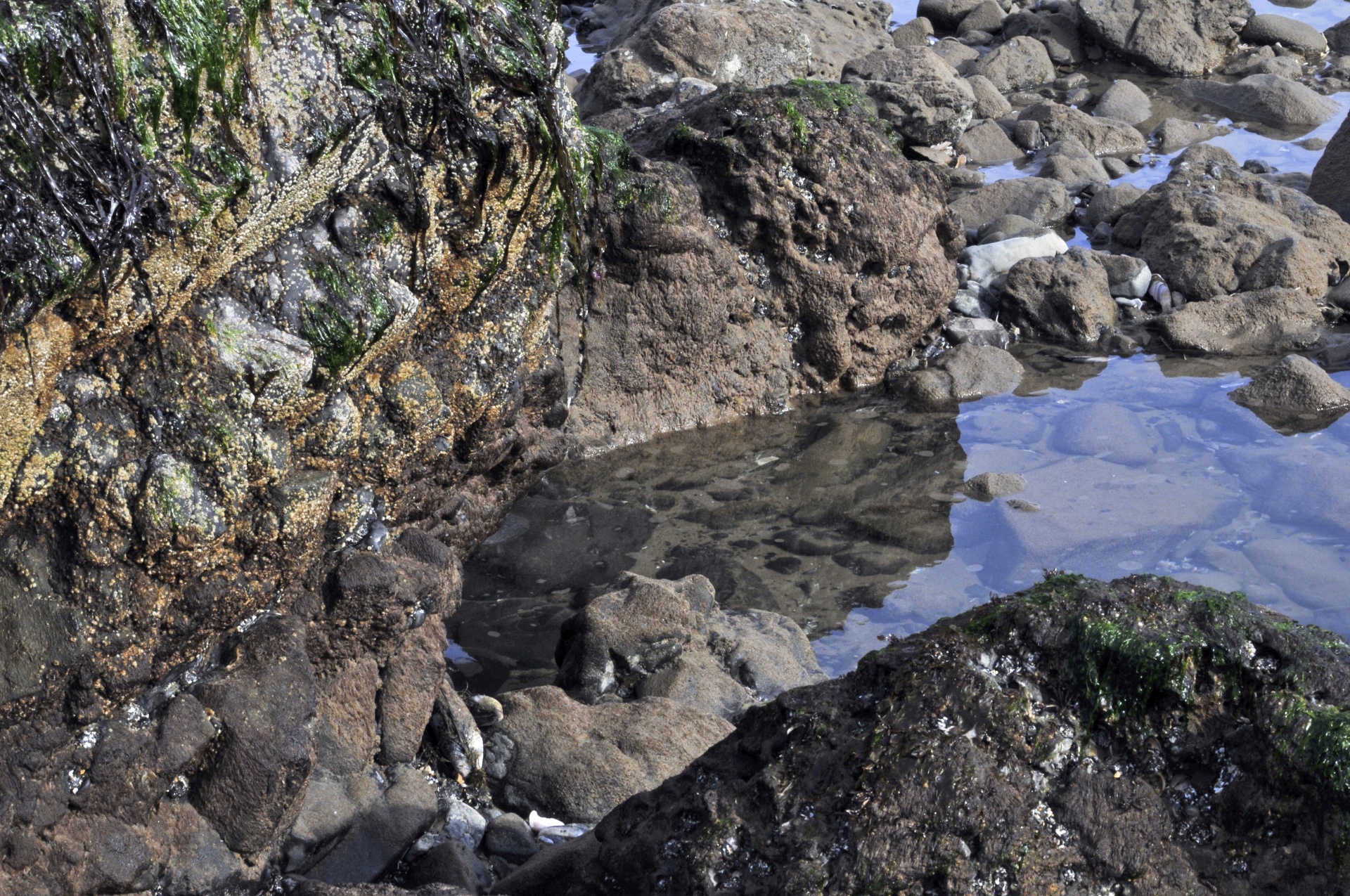 tidepool tide pool reflect free photo