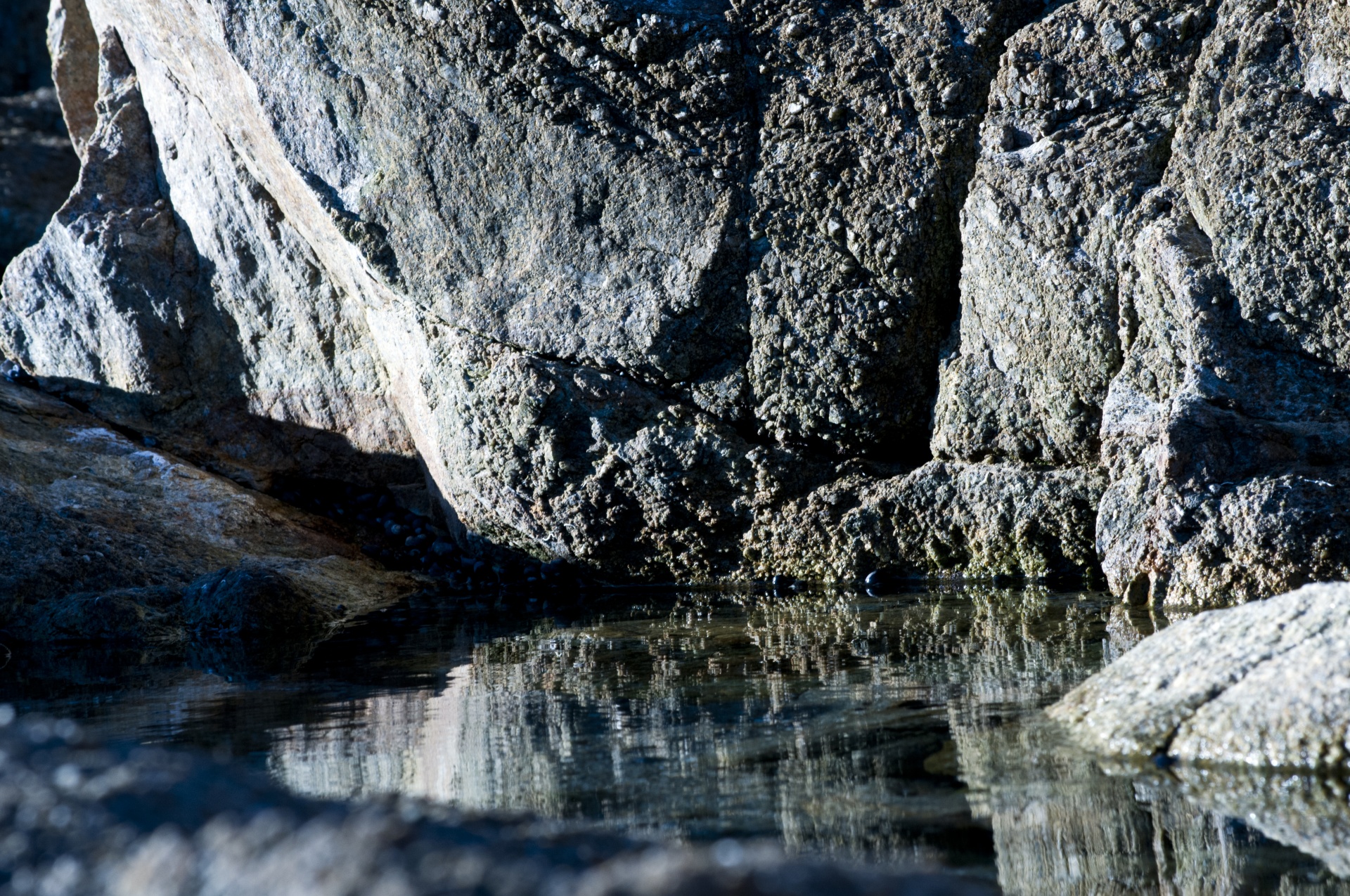 tidepool tide pool water free photo