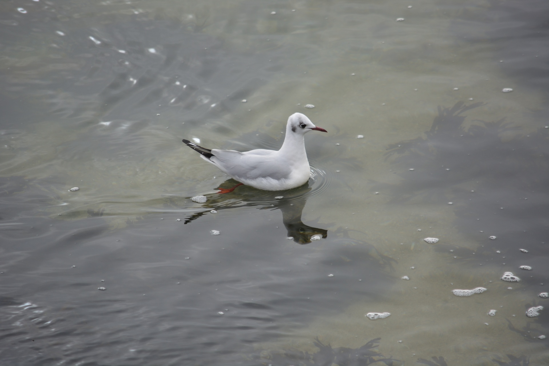 gull bird wildlife free photo