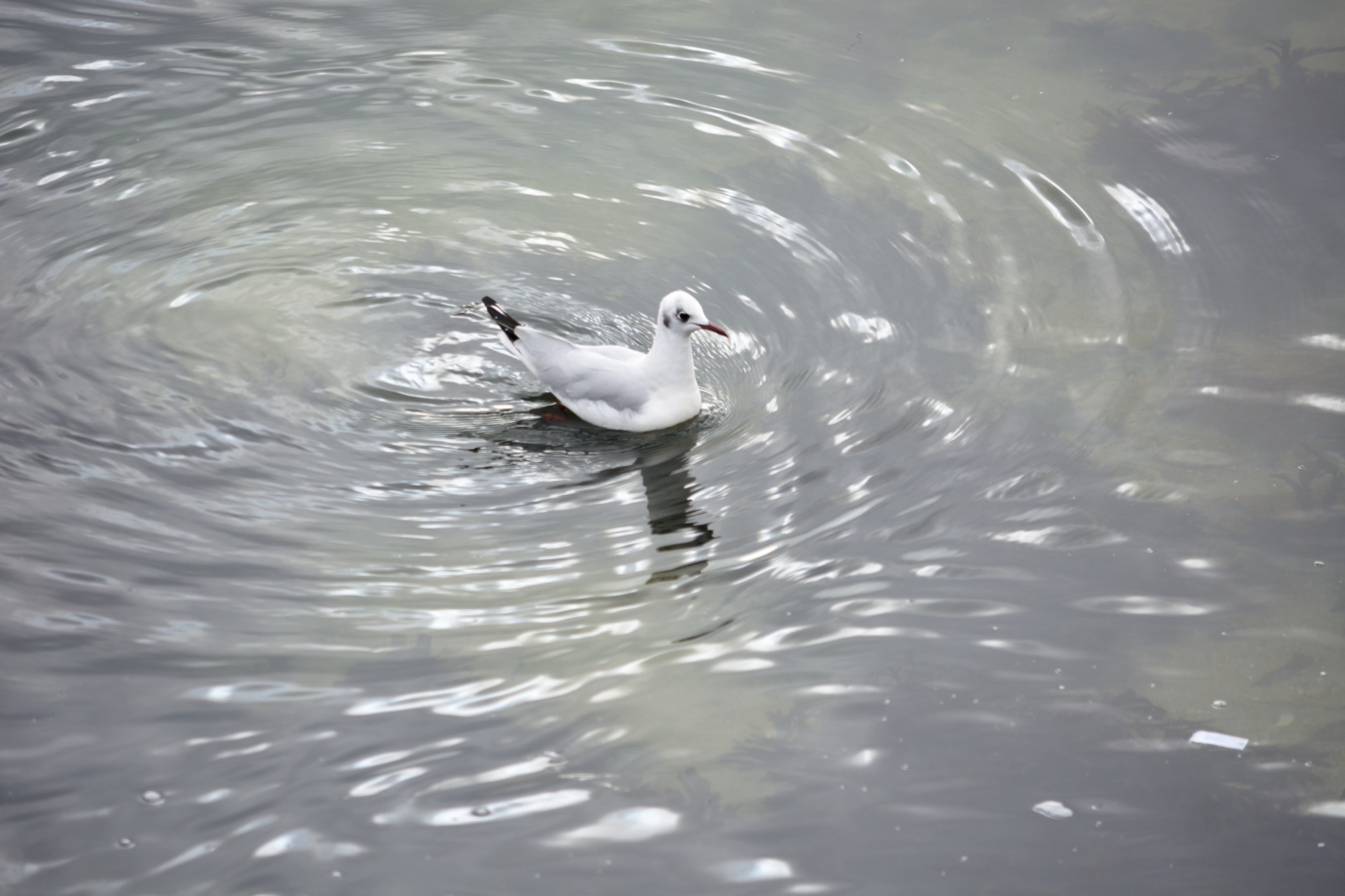 bird wildlife wild life free photo