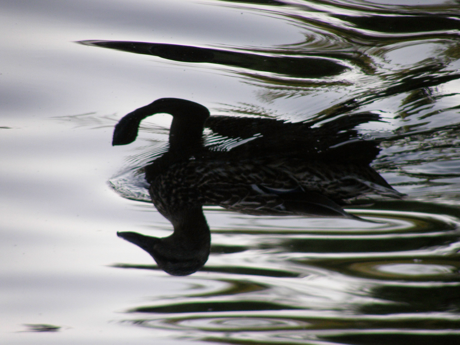 duck reflex water free photo