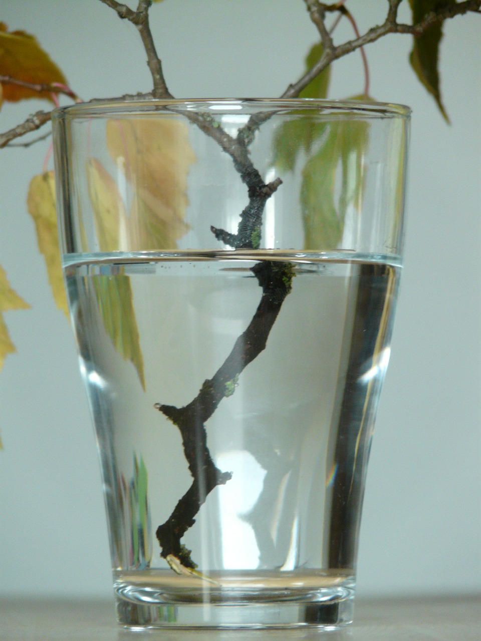 refraction glass branch free photo