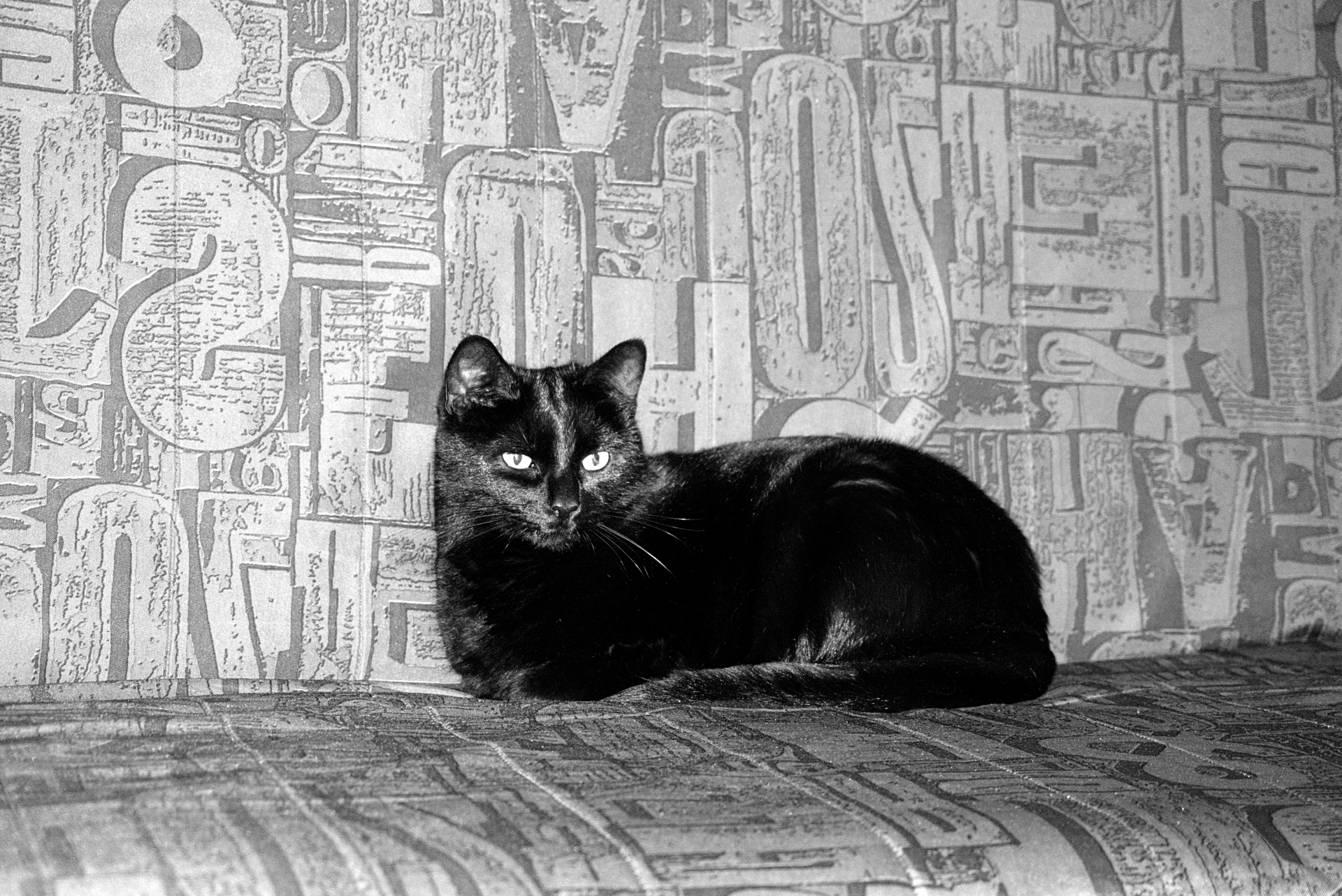 cat feline black cat free photo