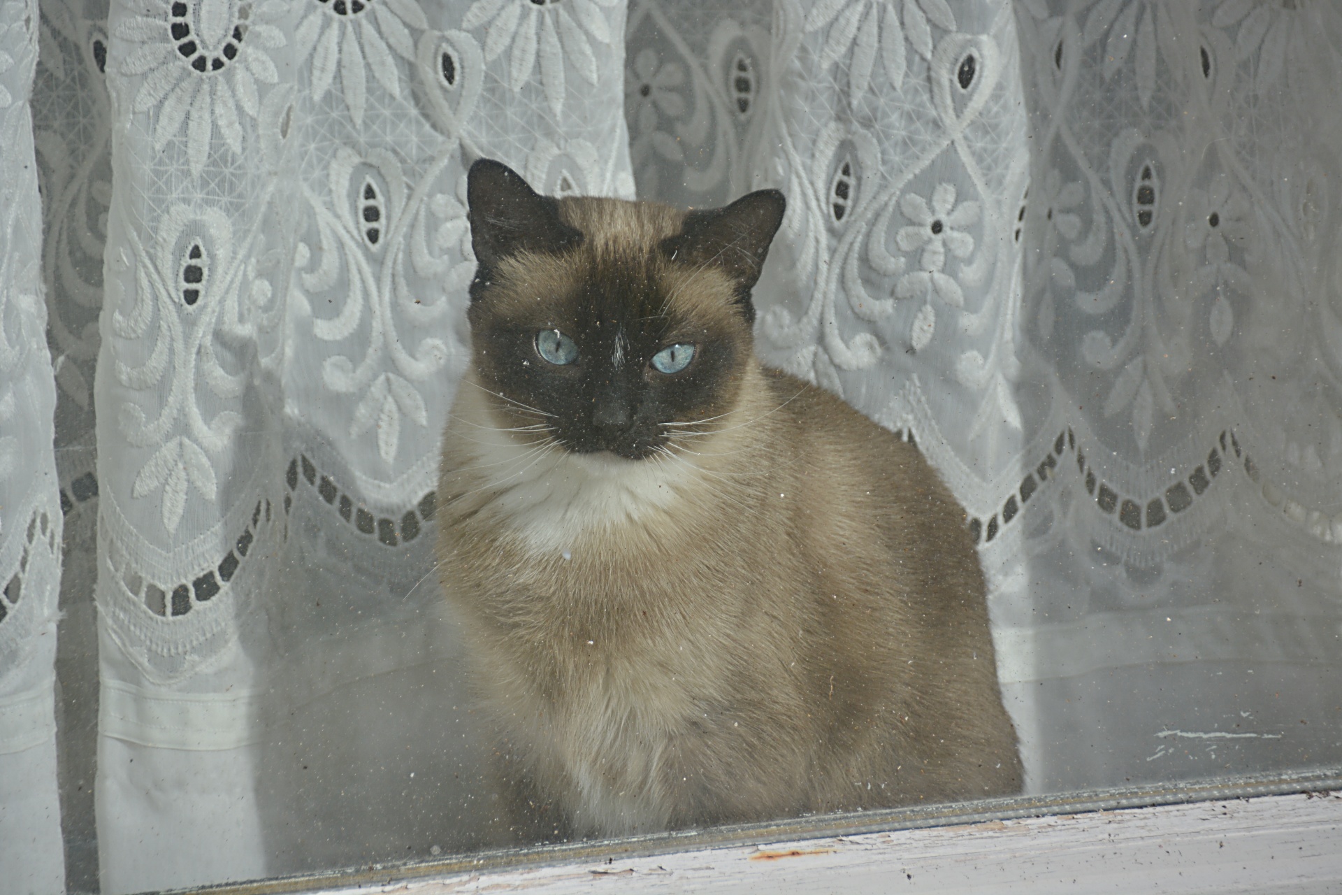 cat siamese animal free photo