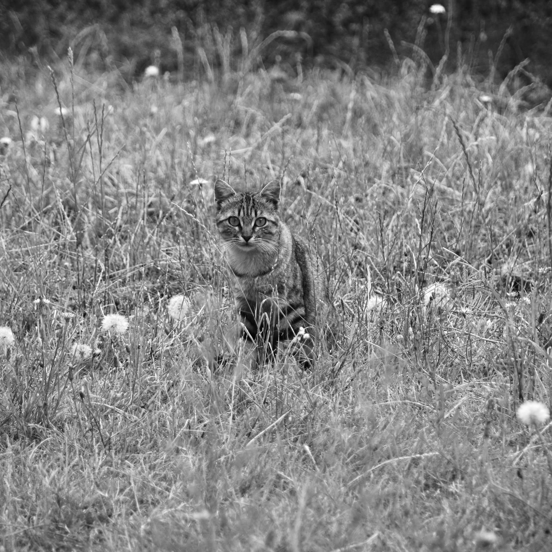 cat,feline,animal,wildlife,nature,grass,black white,tabby cat,view of the cat,free pictures, free photos, free images, royalty free, free illustrations, public domain