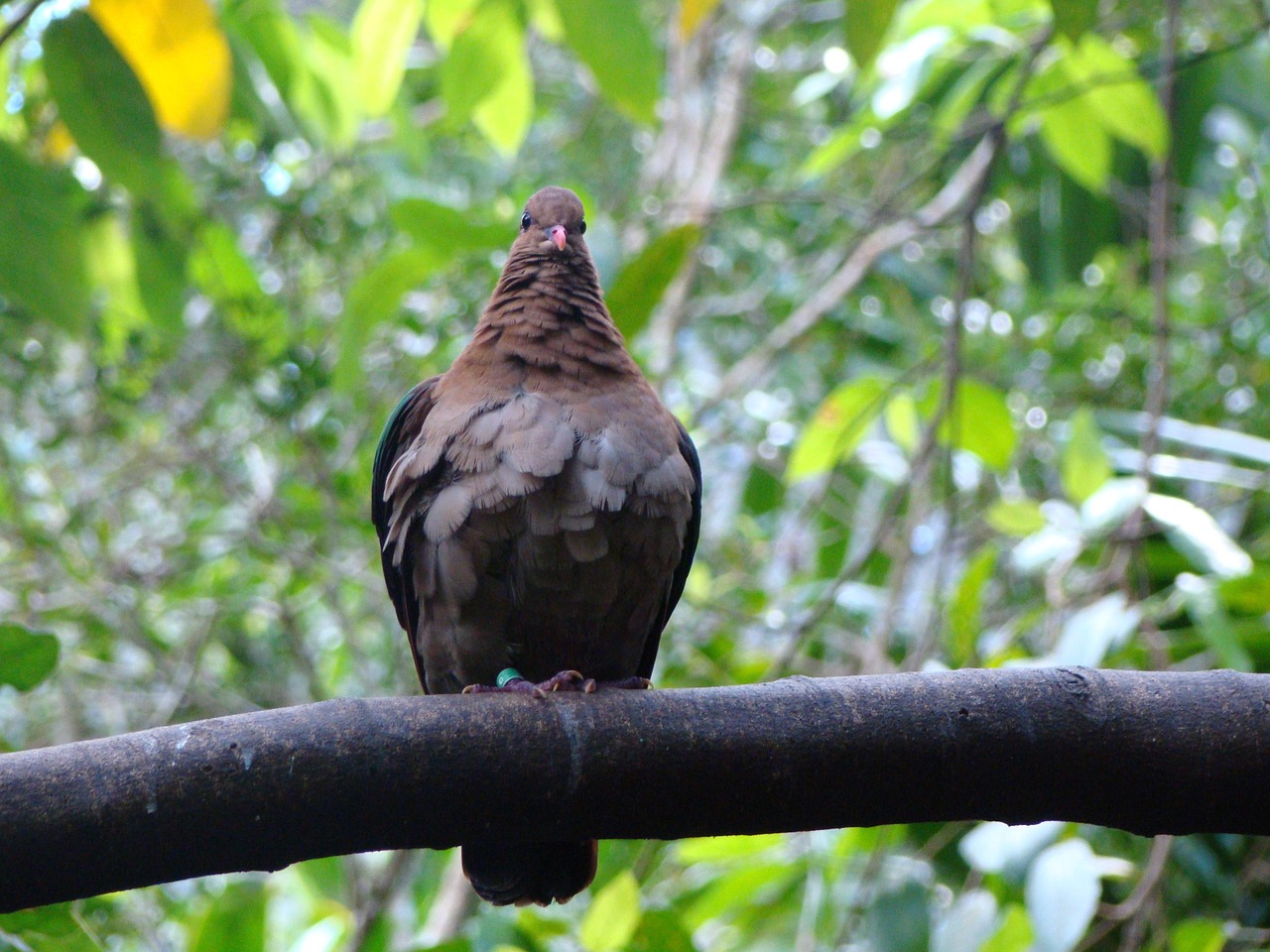 region queensland au free photo