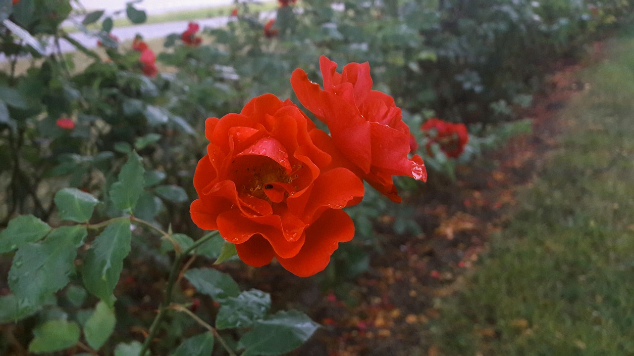 regnvåt rose red rose water drops free photo