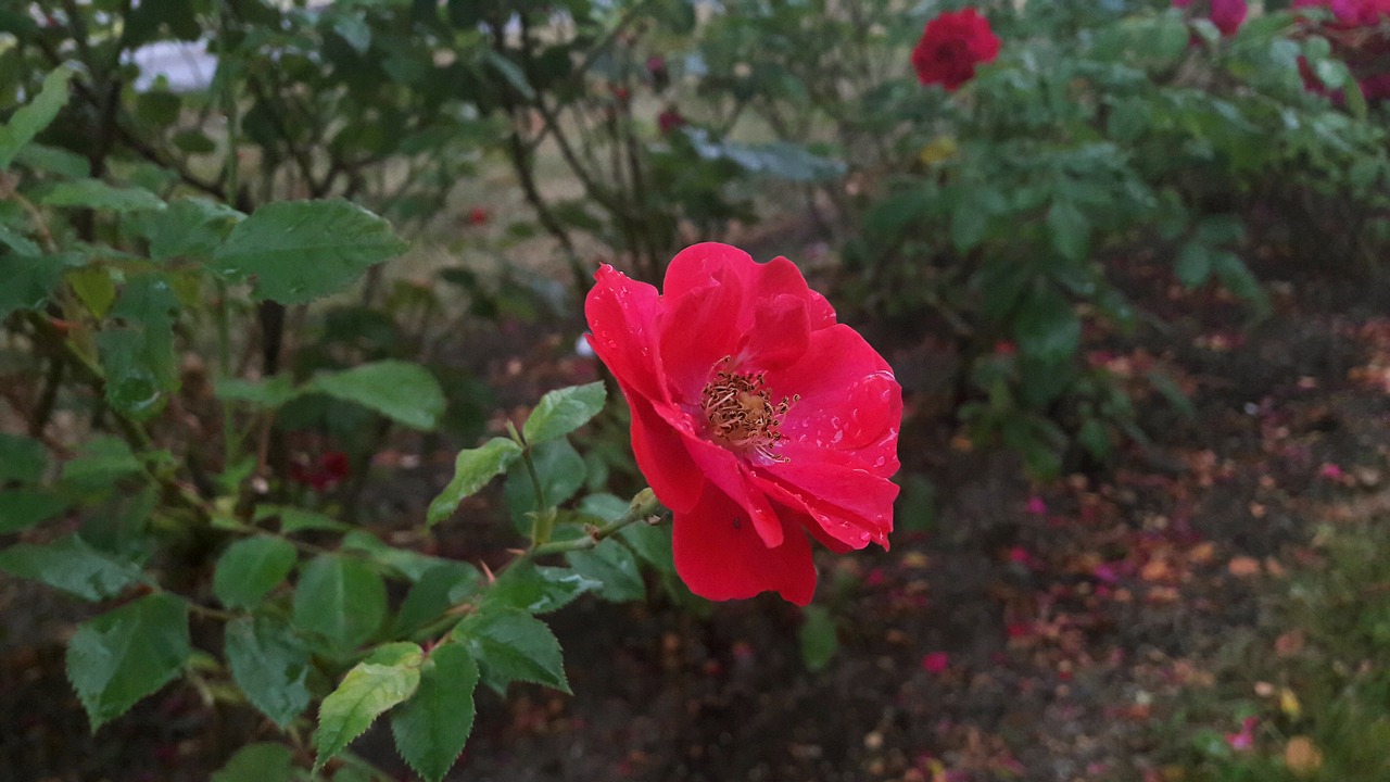 regnvåt rose red rose water drops free photo