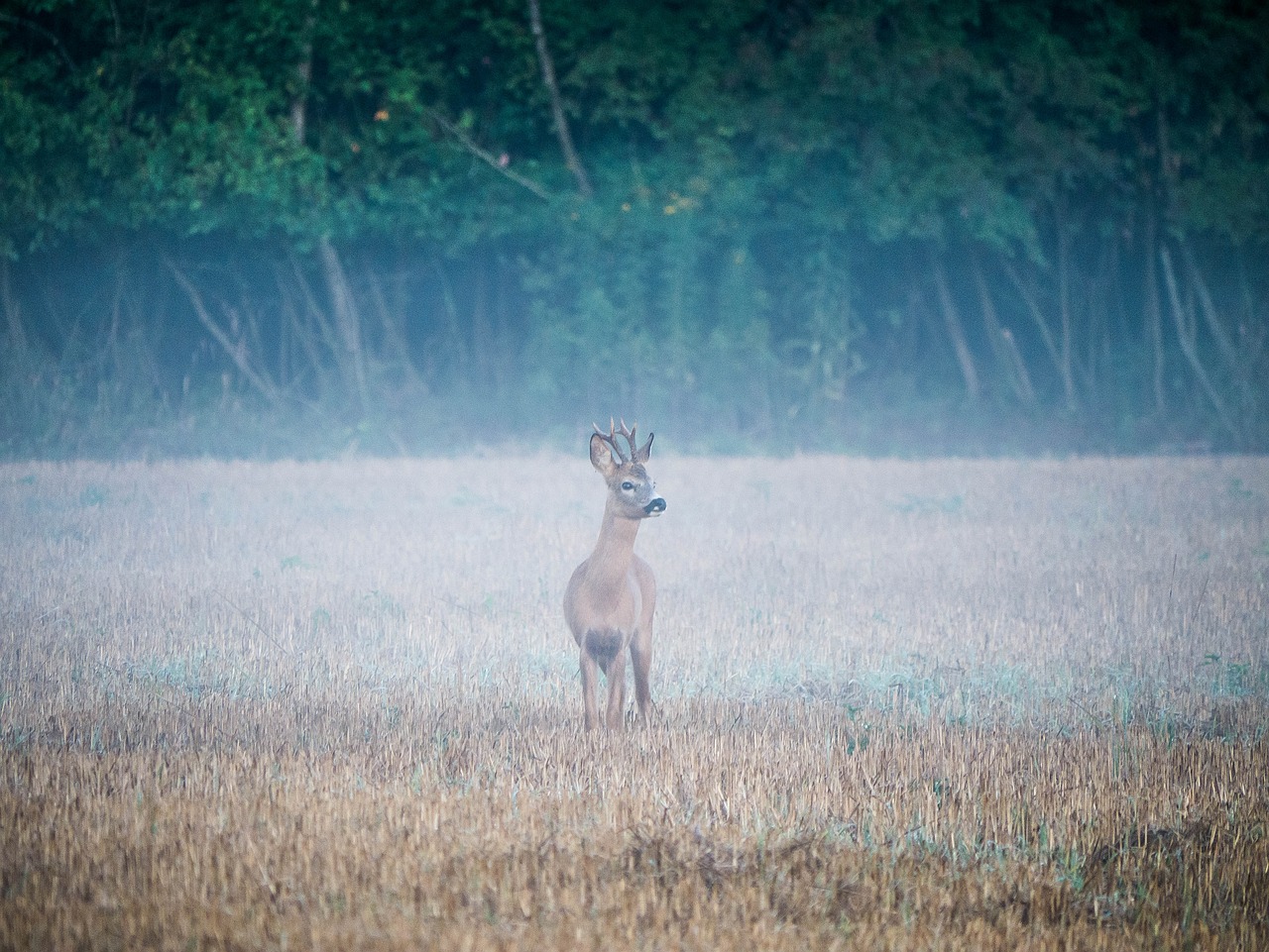 reh  rehbock  wildlife free photo