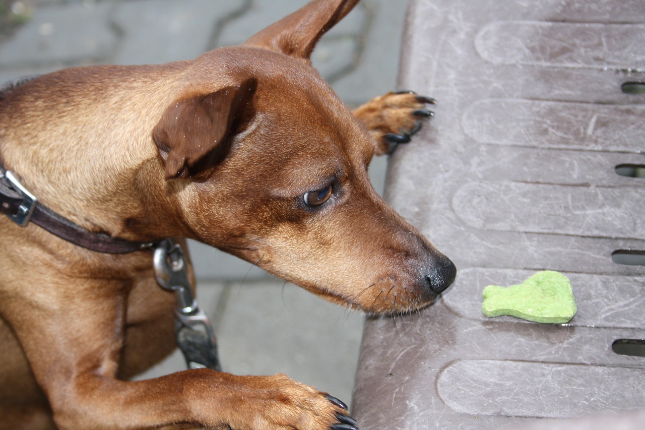 reh pinscher  dog  treats free photo