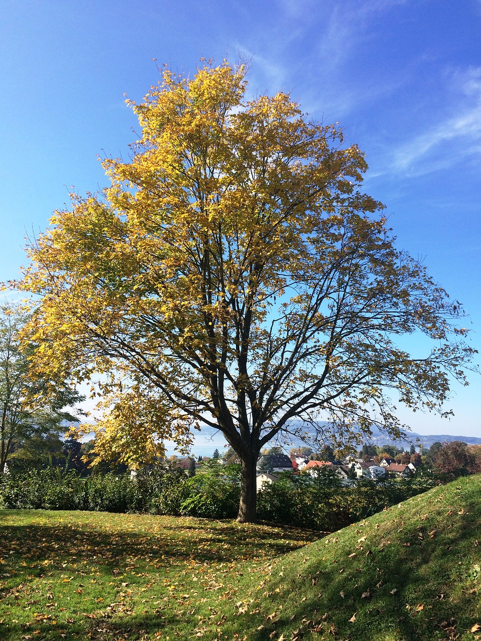 reichenau island autumn tree free photo