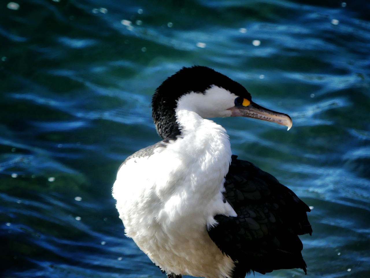 reier  bird  new zealand free photo