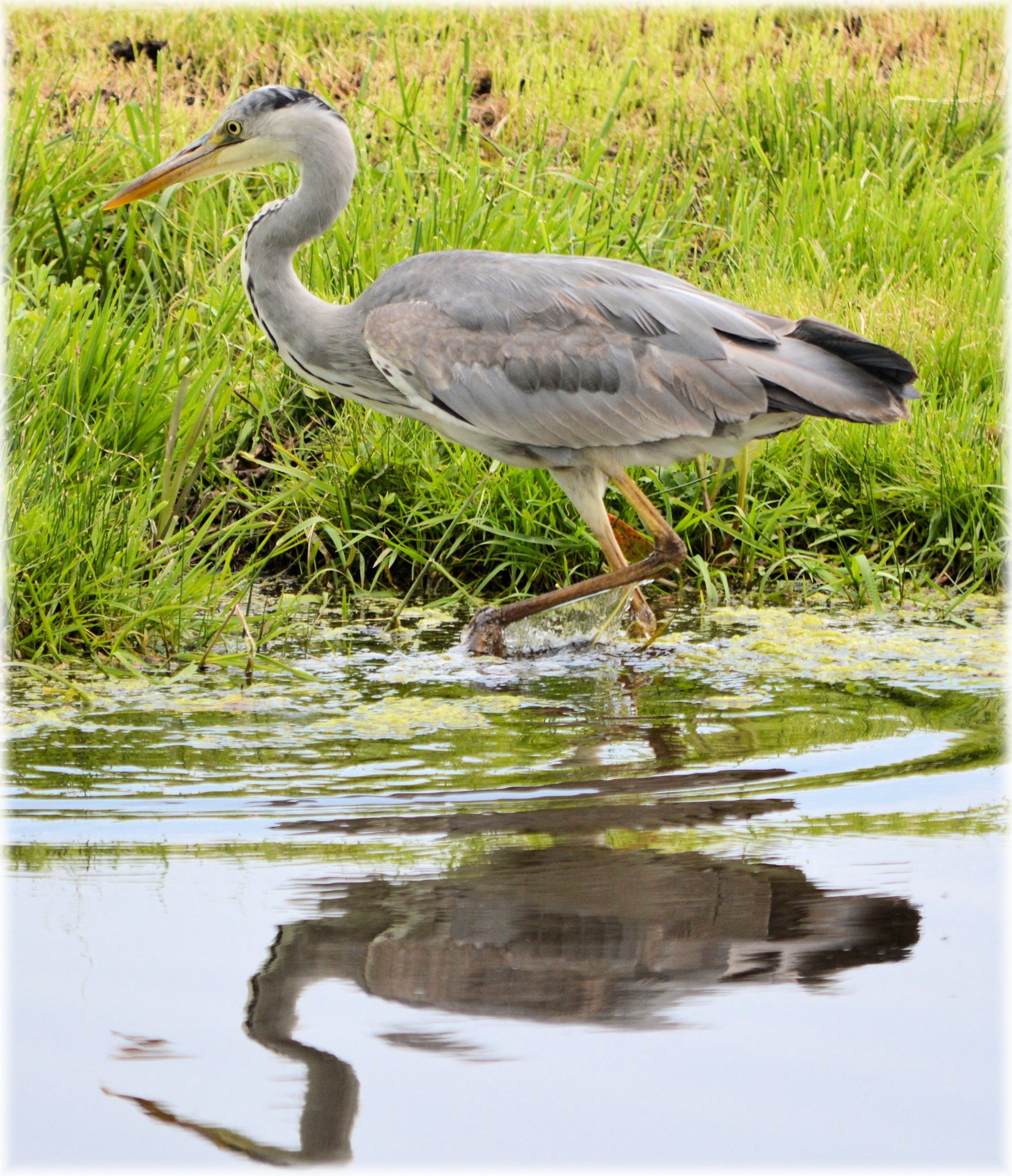 heron bird water free photo