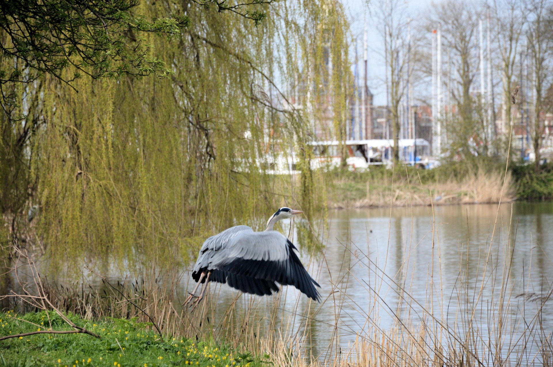 heron animal bird free photo