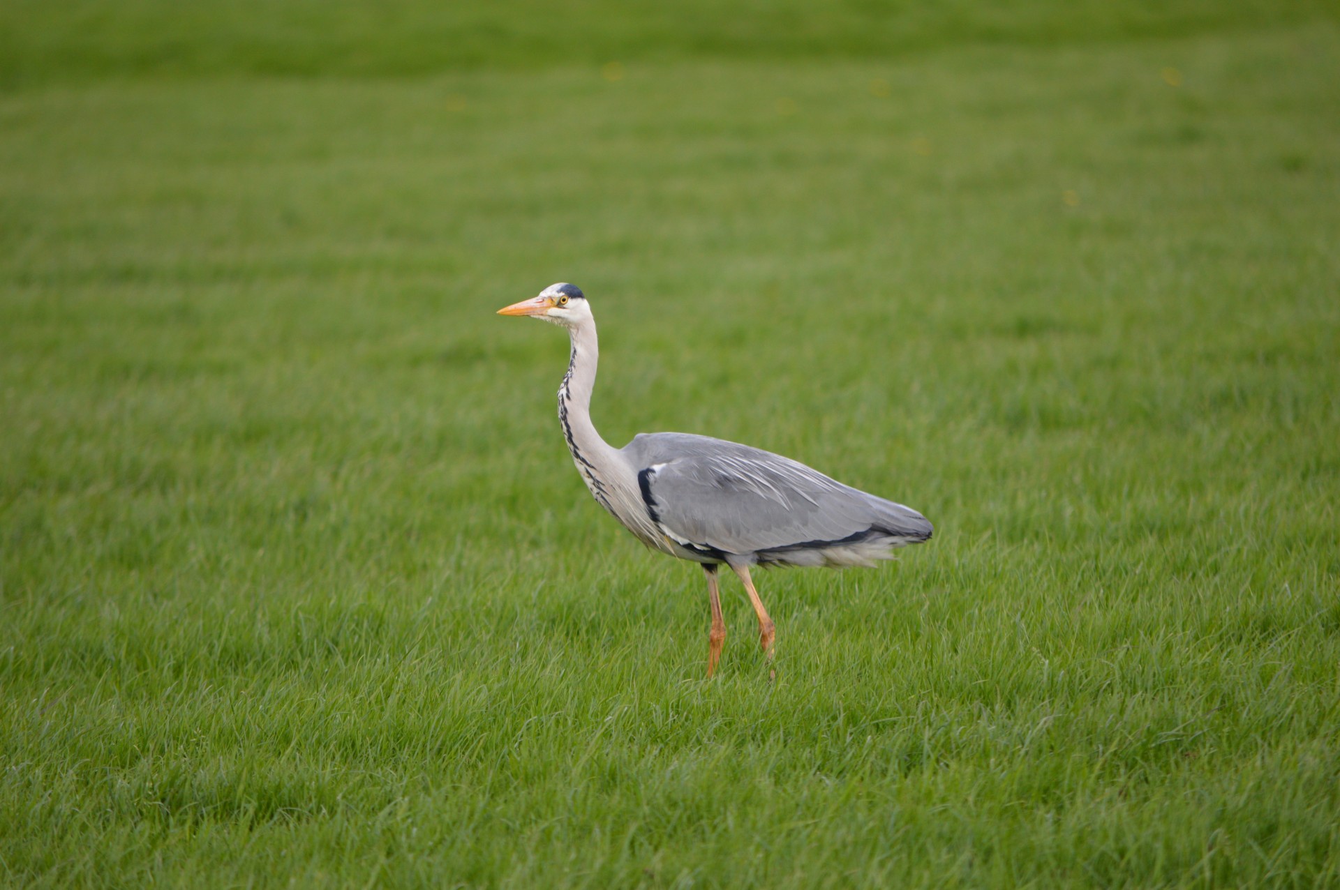 heron bird nature free photo