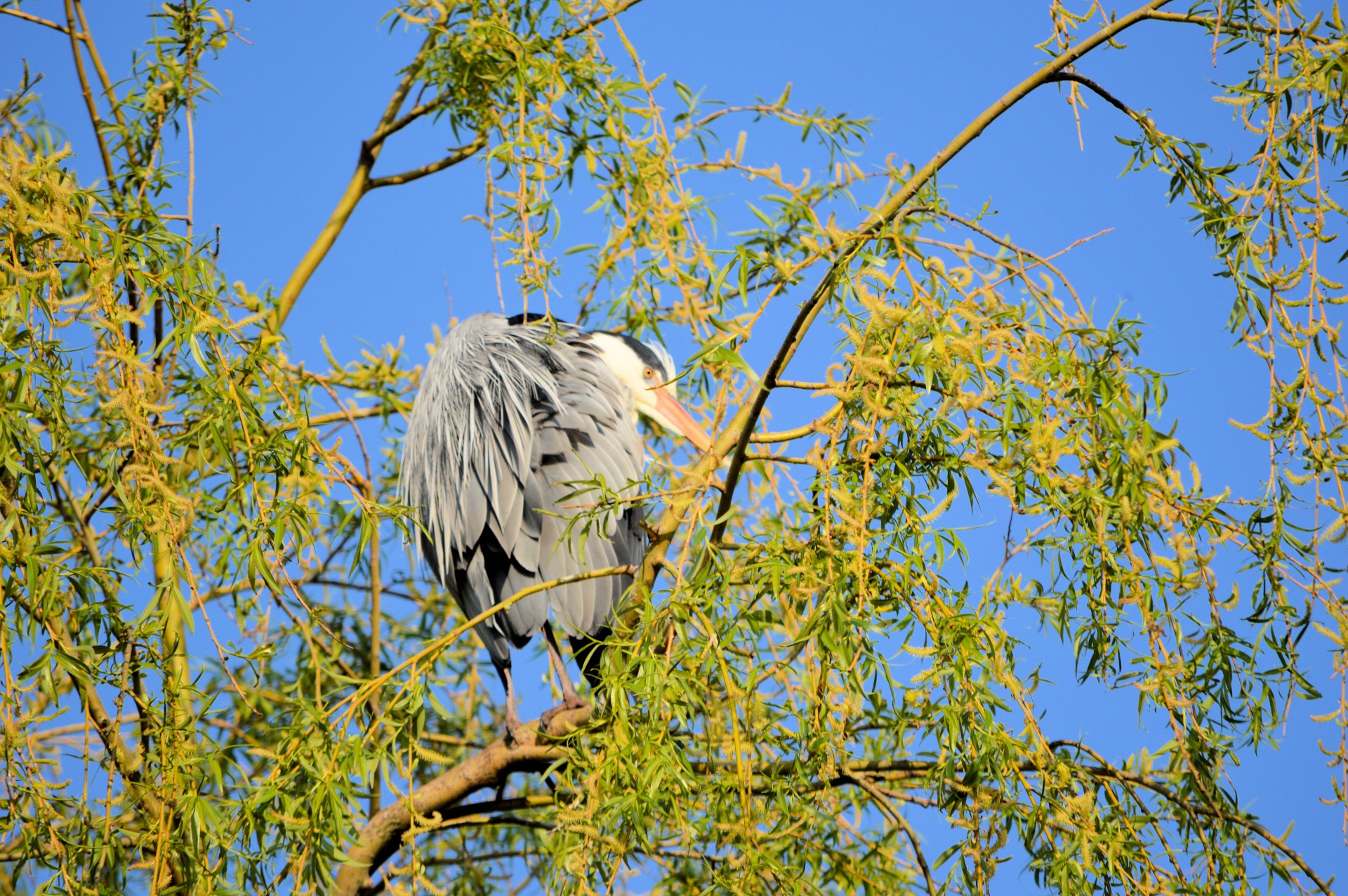 heron nature bird free photo