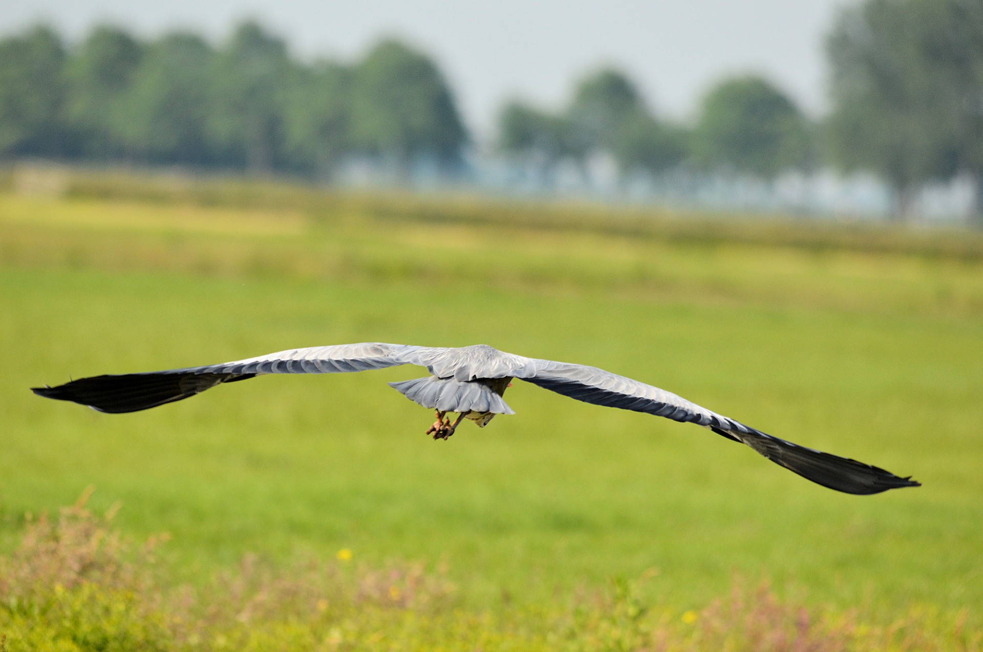 heron bird animal free photo