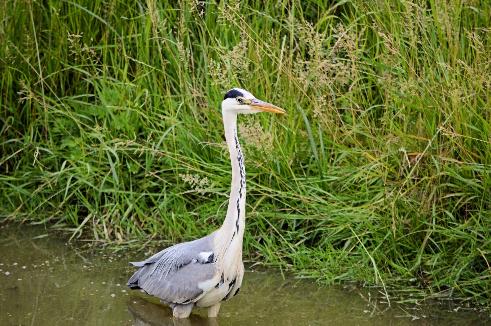 heron bird water bird free photo