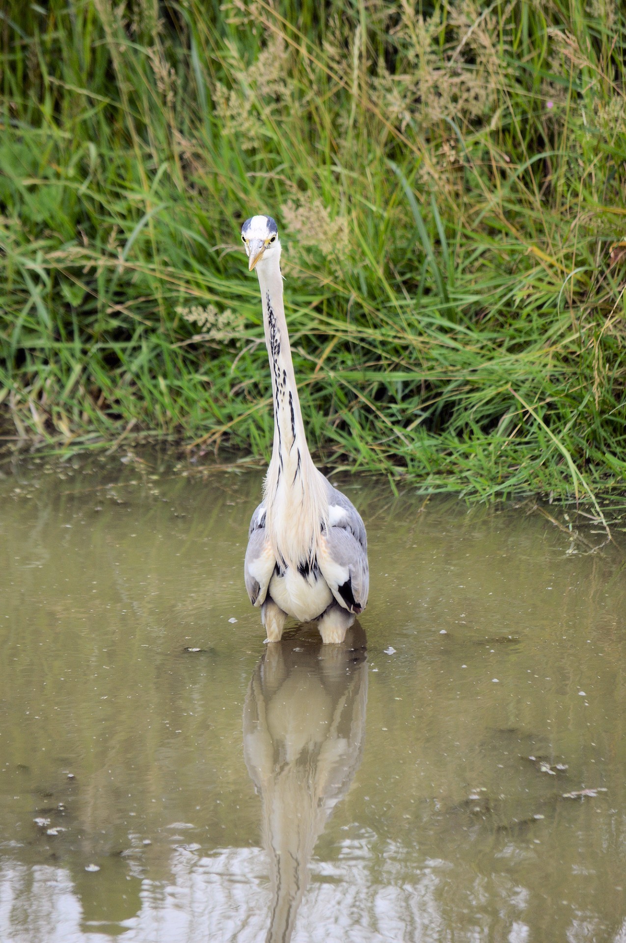 heron bird water bird free photo