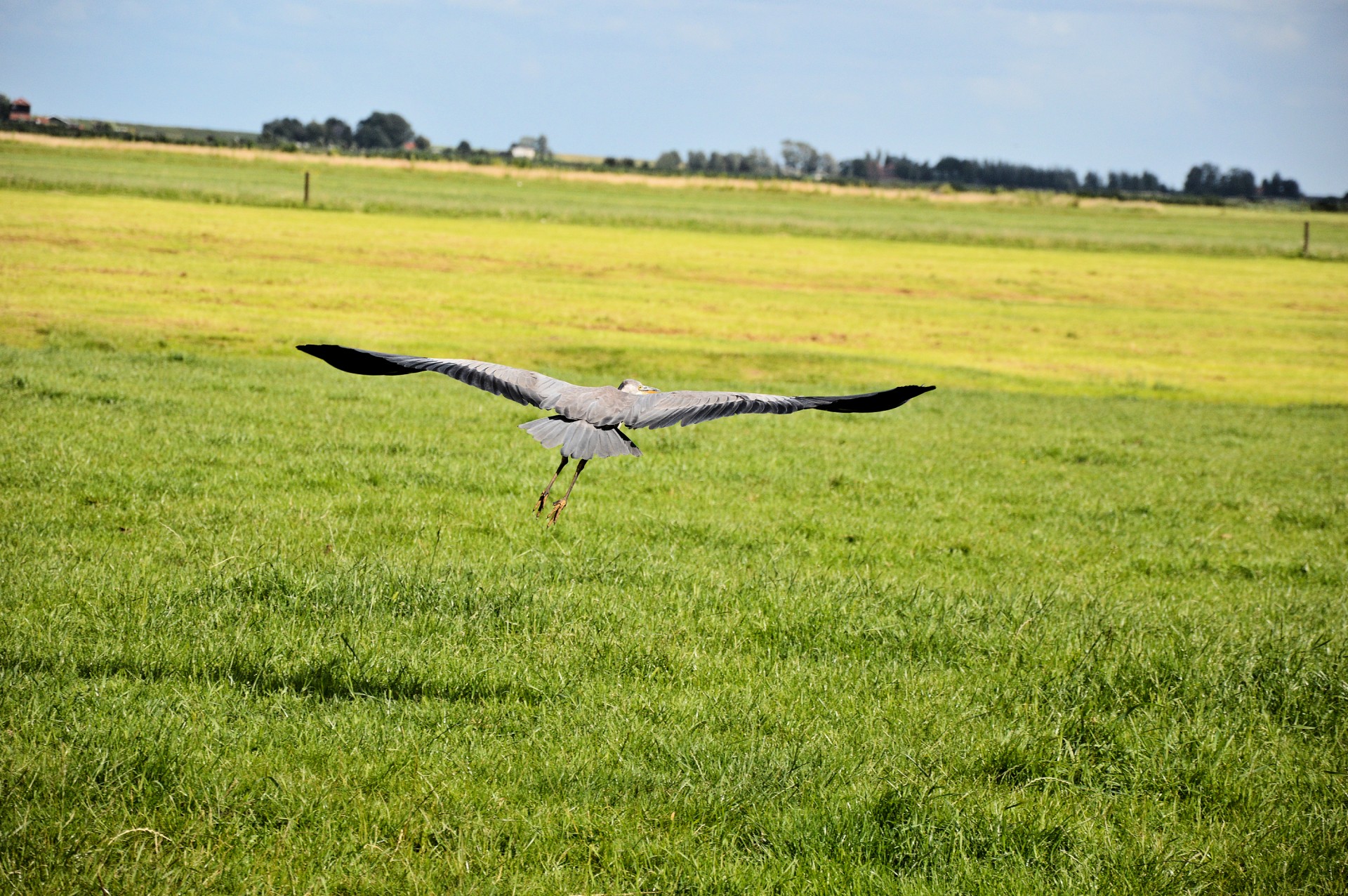 heron bird water bird free photo