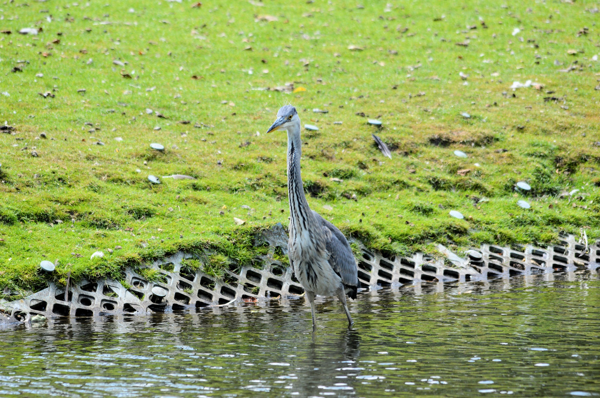 heron bird waterfowl free photo