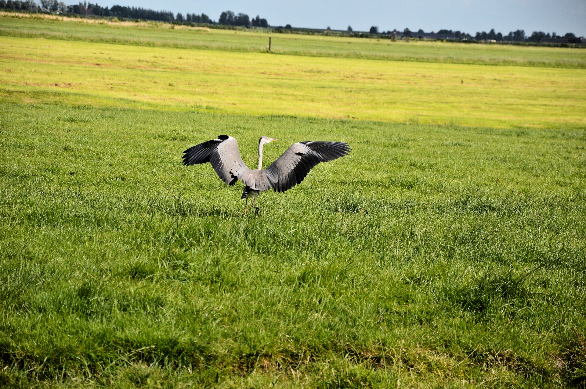 heron bird waterfowl free photo