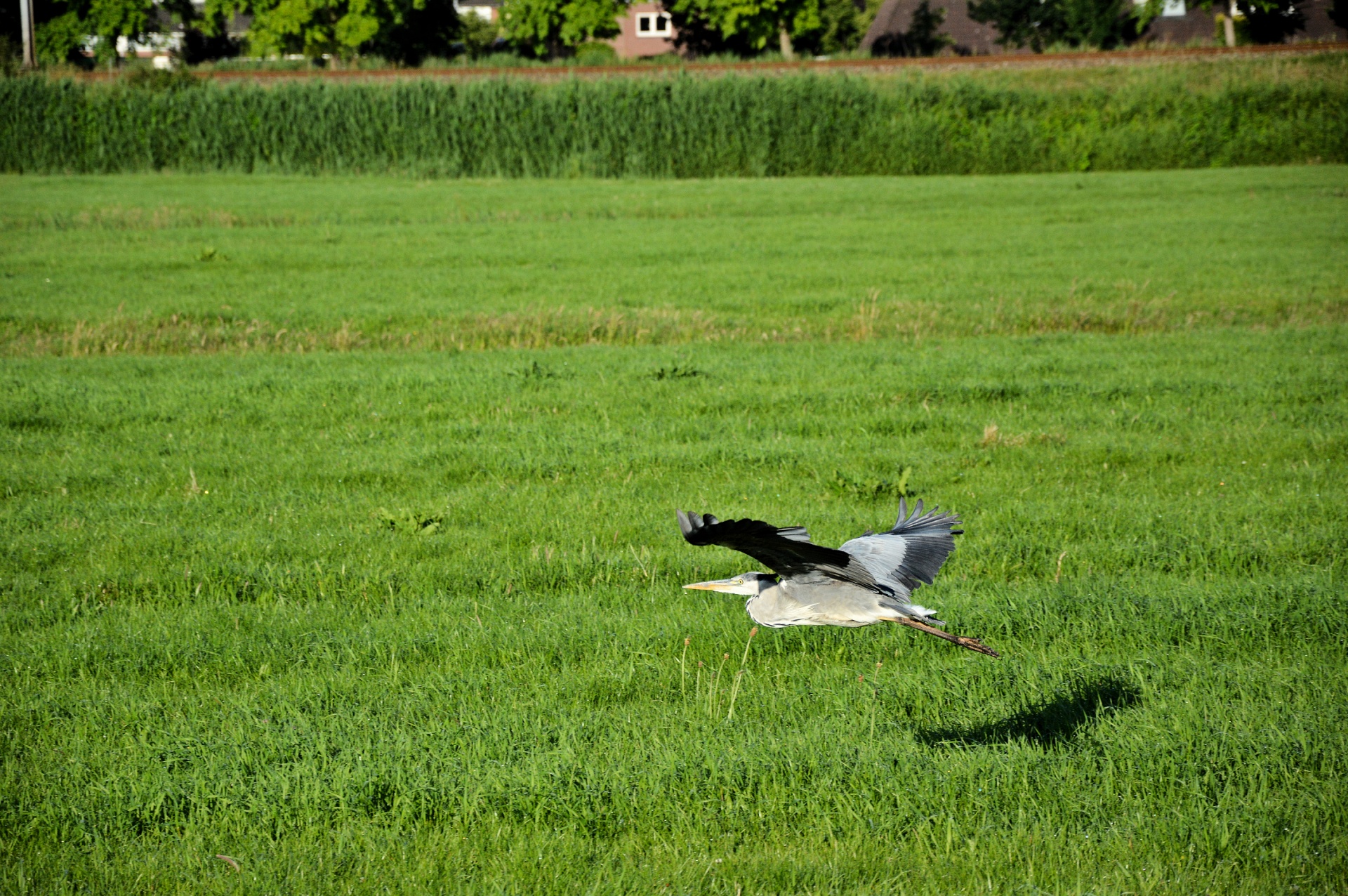 heron bird waterfowl free photo