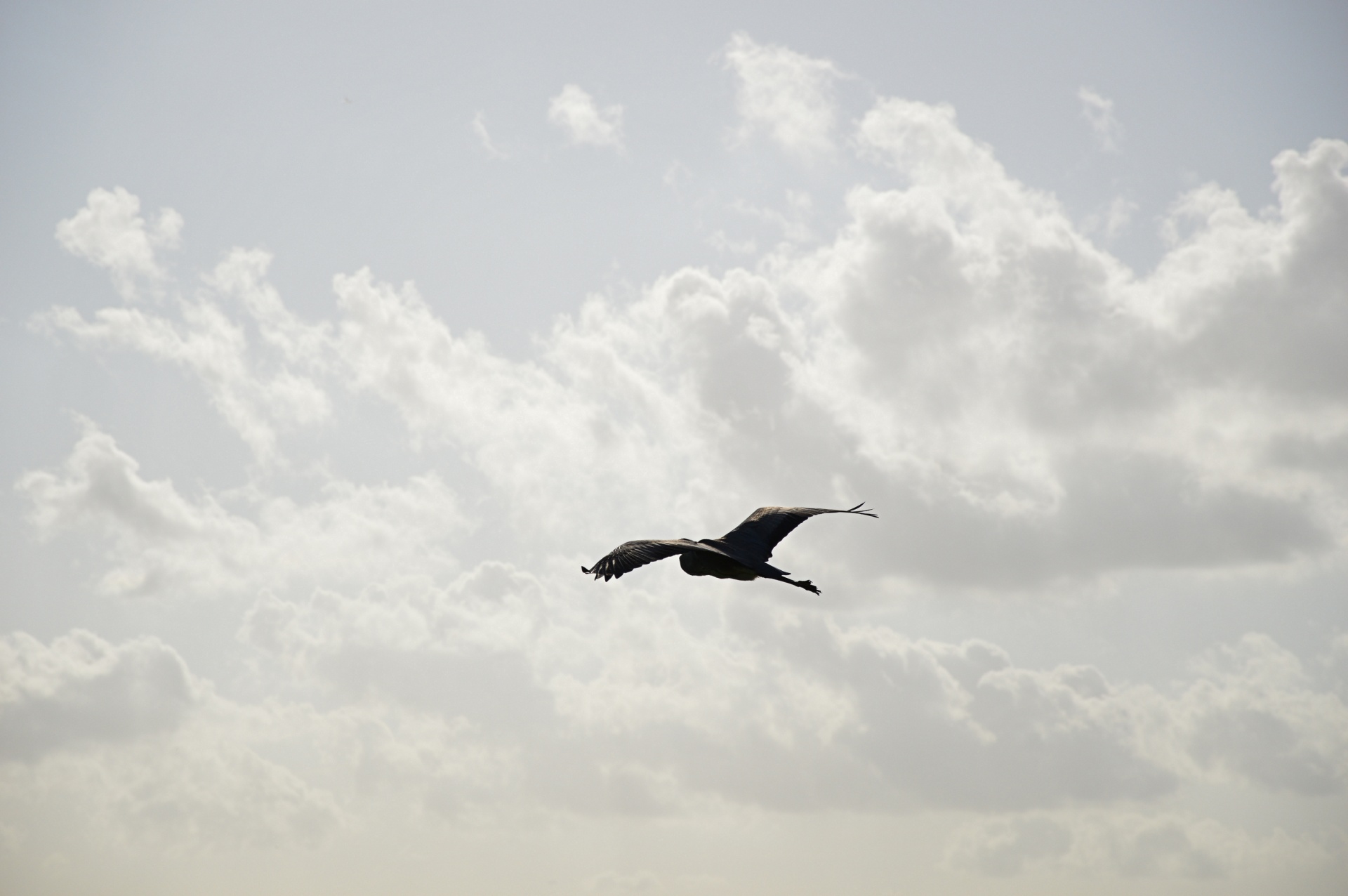 heron bird waterfowl free photo