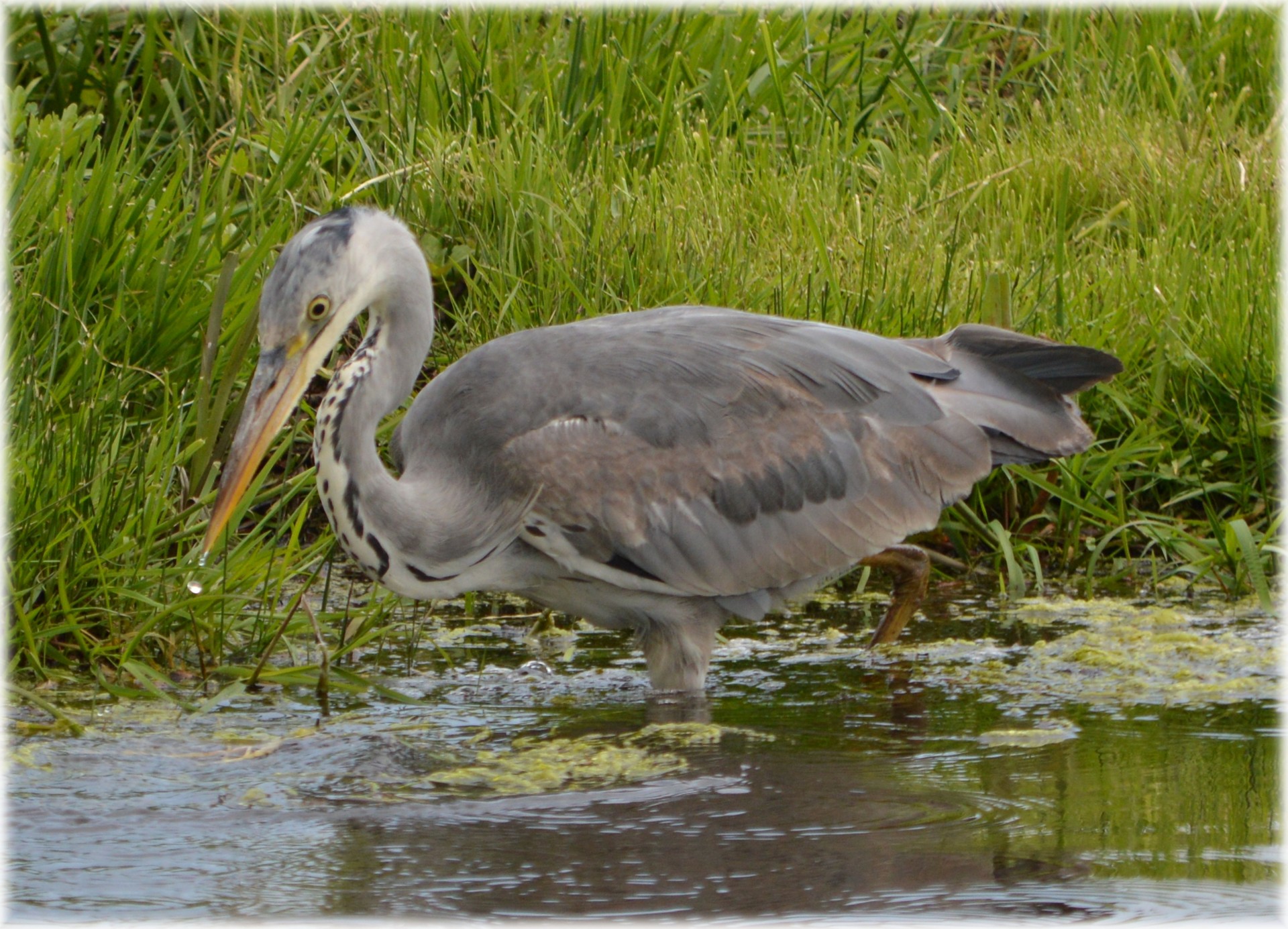 heron bird water free photo