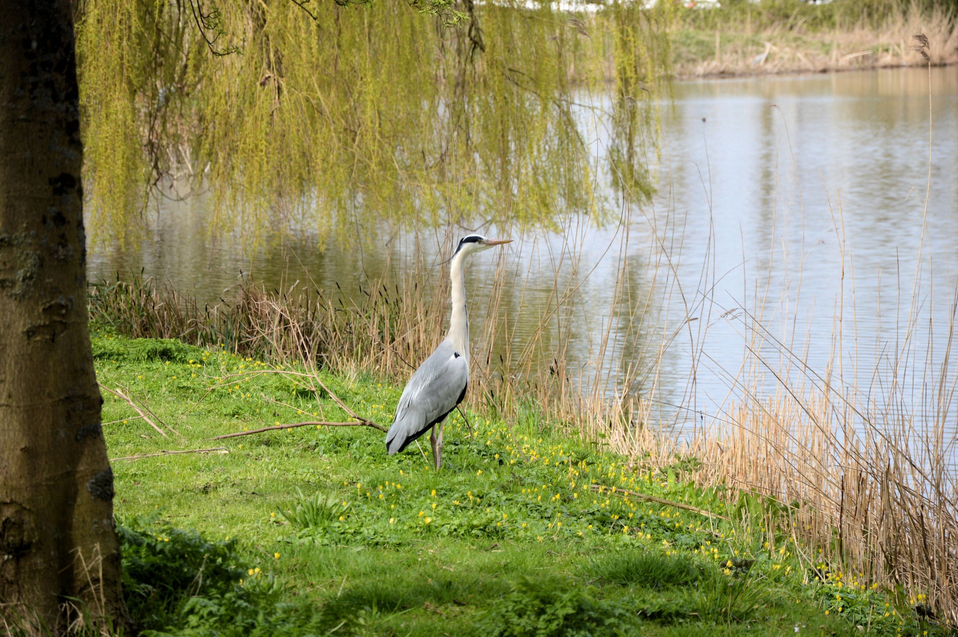 heron park horn free photo