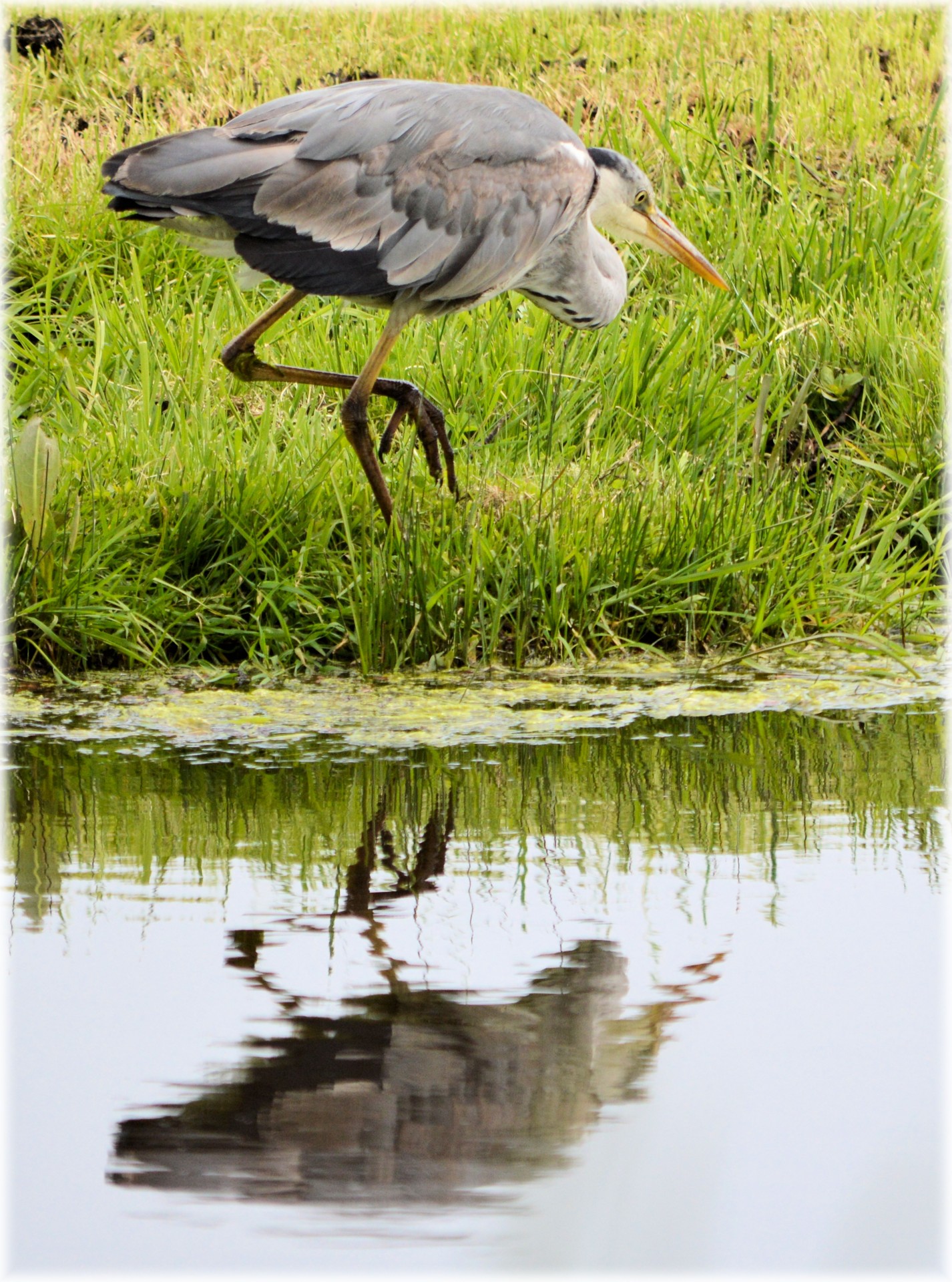 heron bird water free photo