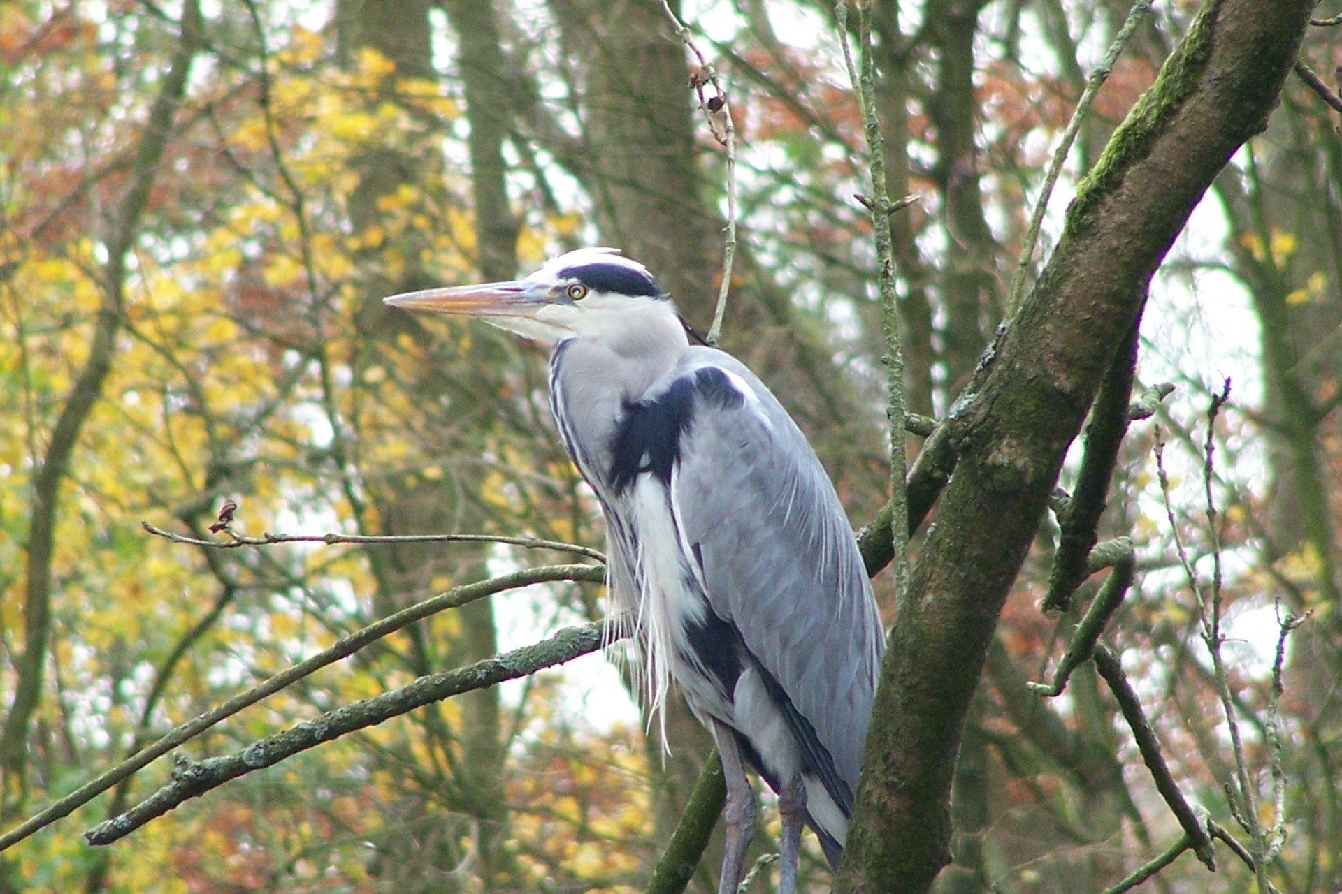 heron bird nature free photo