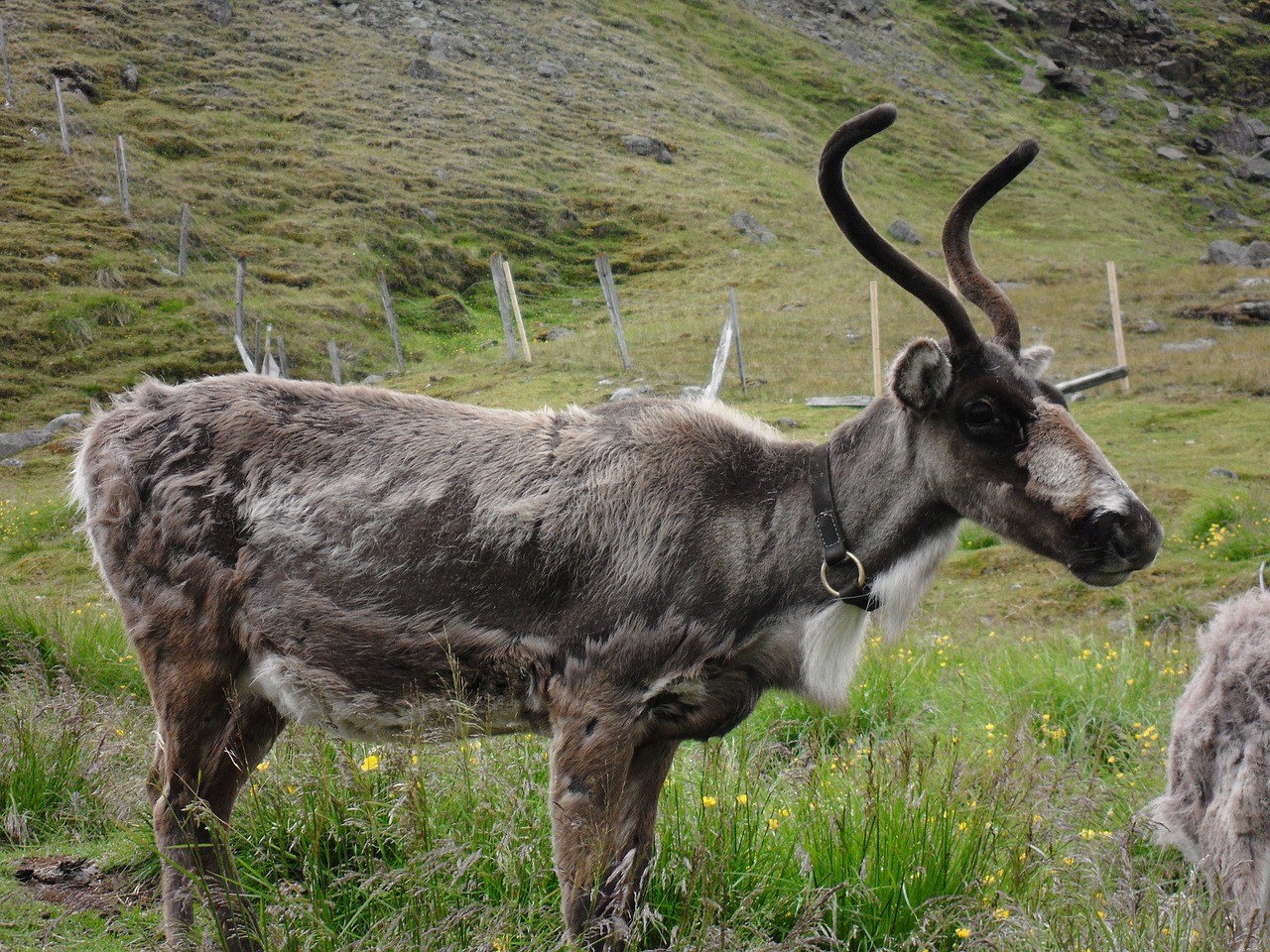 reindeer iceland shedding free photo