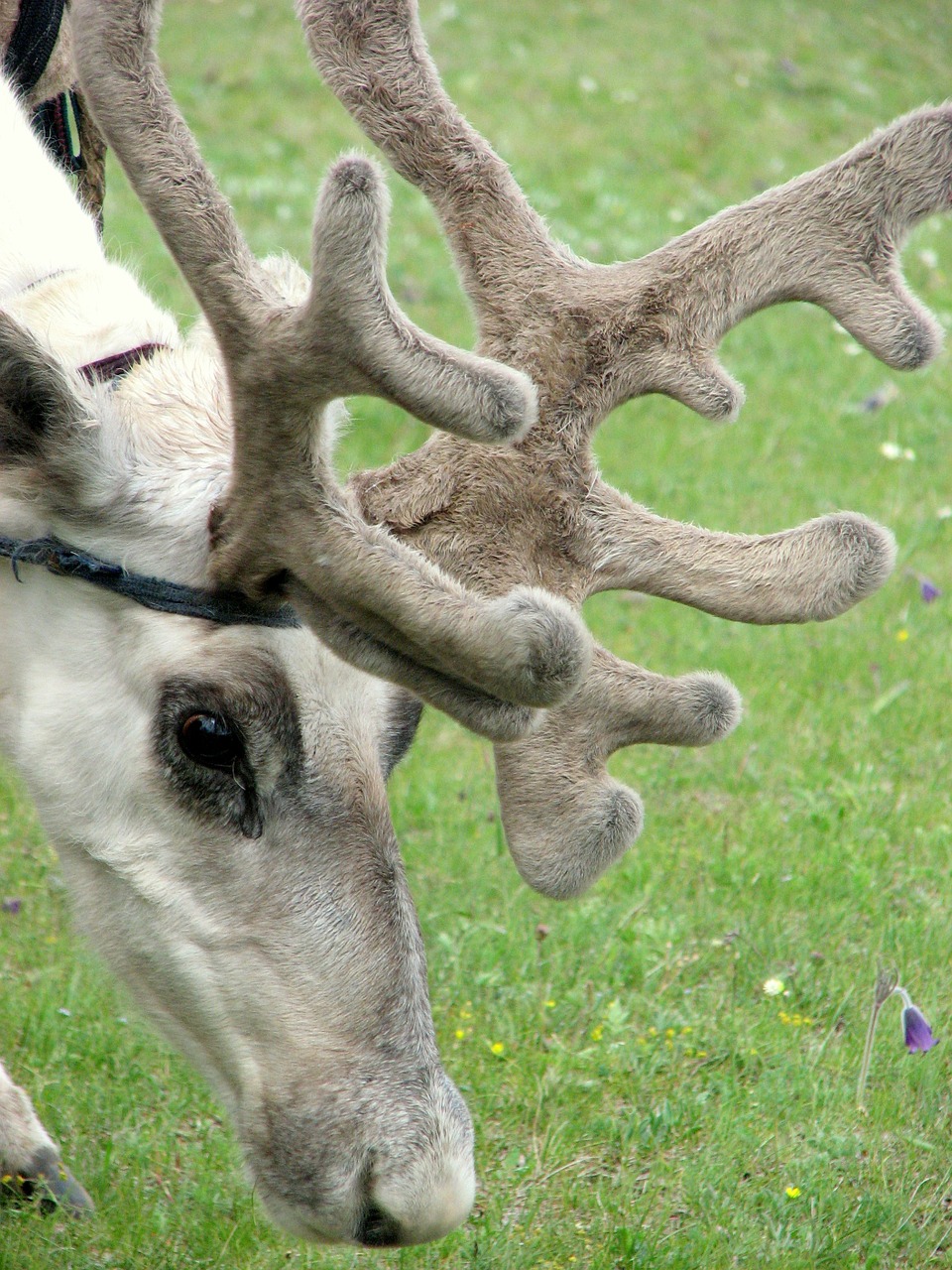 reindeer antlers horns free photo