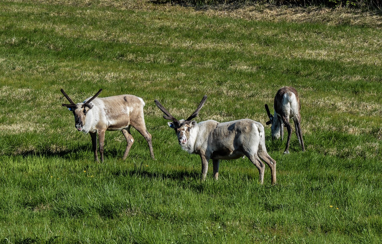 reindeer pack animal free photo