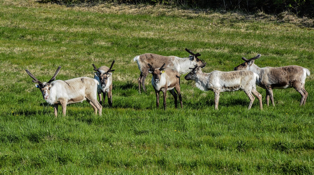 reindeer pack animal free photo